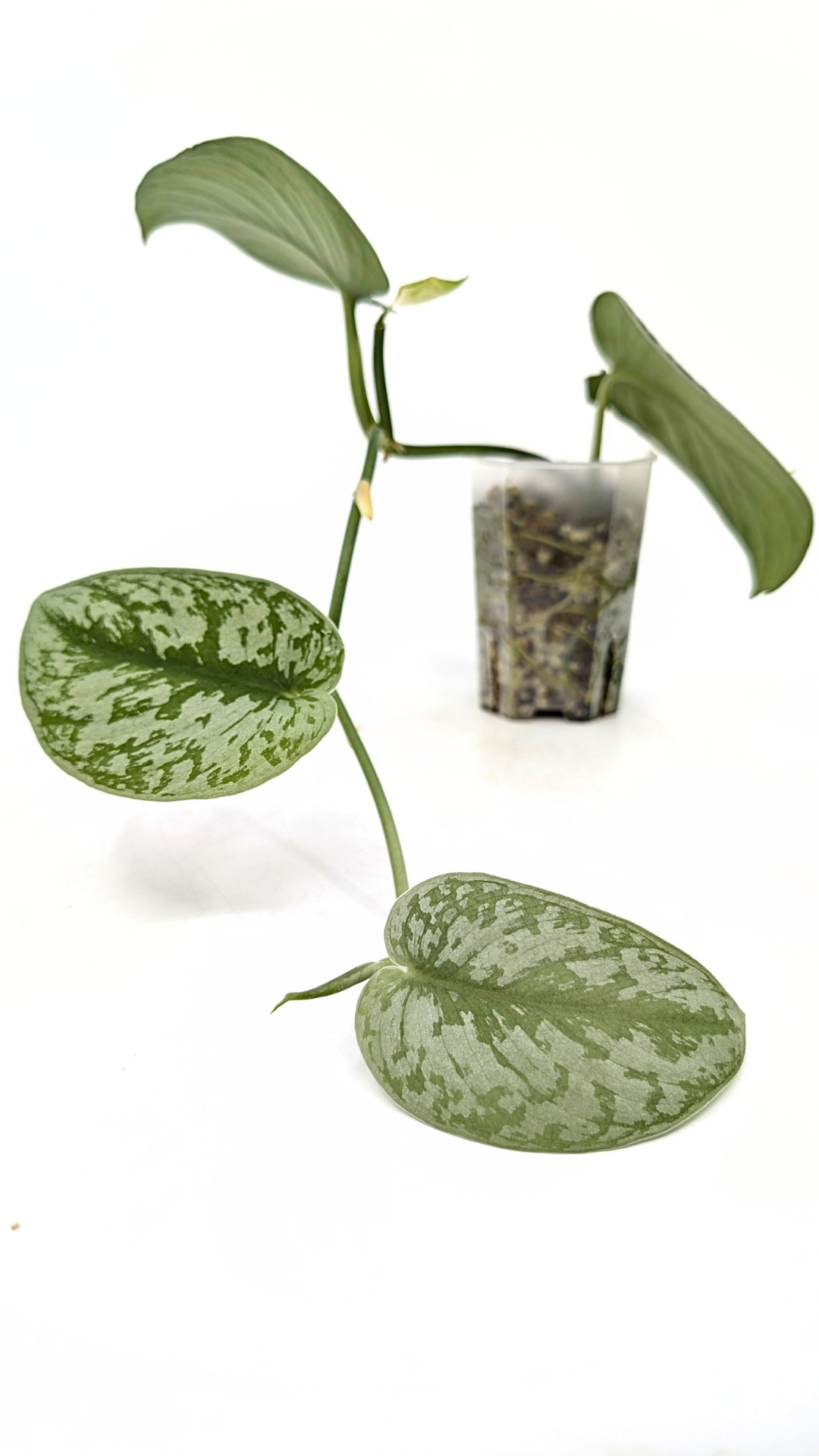 Uncommon indoor plant scindapsus Exotica available for sale at rare plant shop The Leaf Gallery in Perth, Western Australia.