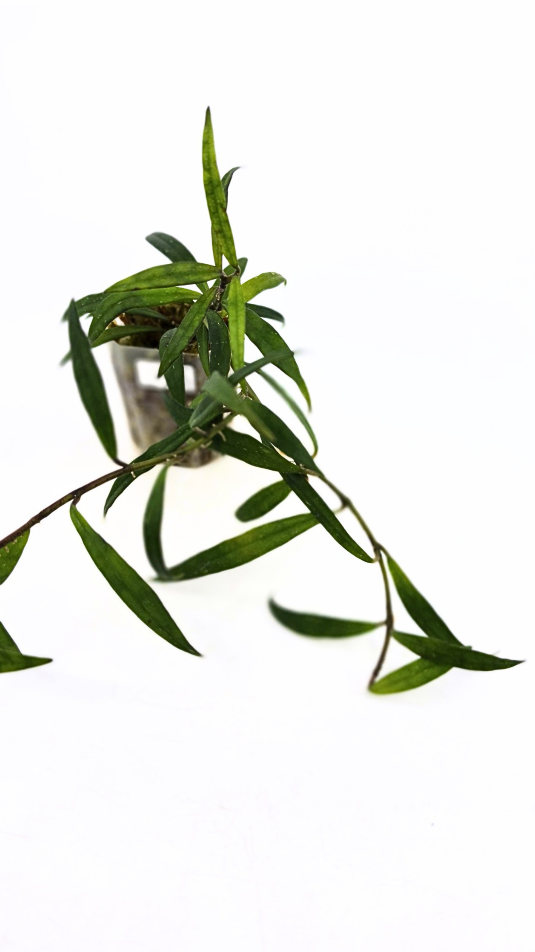 Uncommon waxplant Hoya Pauciflora available for sale at rare indoor plan shop The Leaf Gallery in Perth, Western Australia