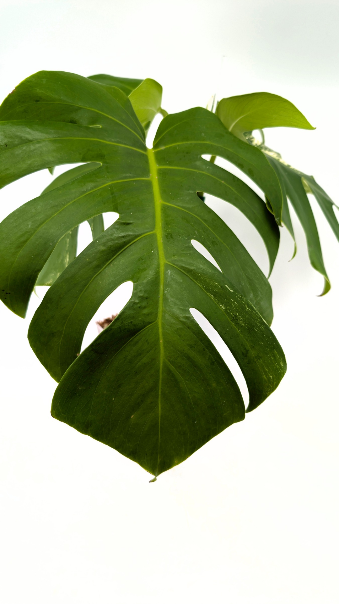 Rare indoor plant Monstera Borsigiana Albo Varigated available for sale at rare plant shop The Leaf Gallery in Perth, Western Australia
