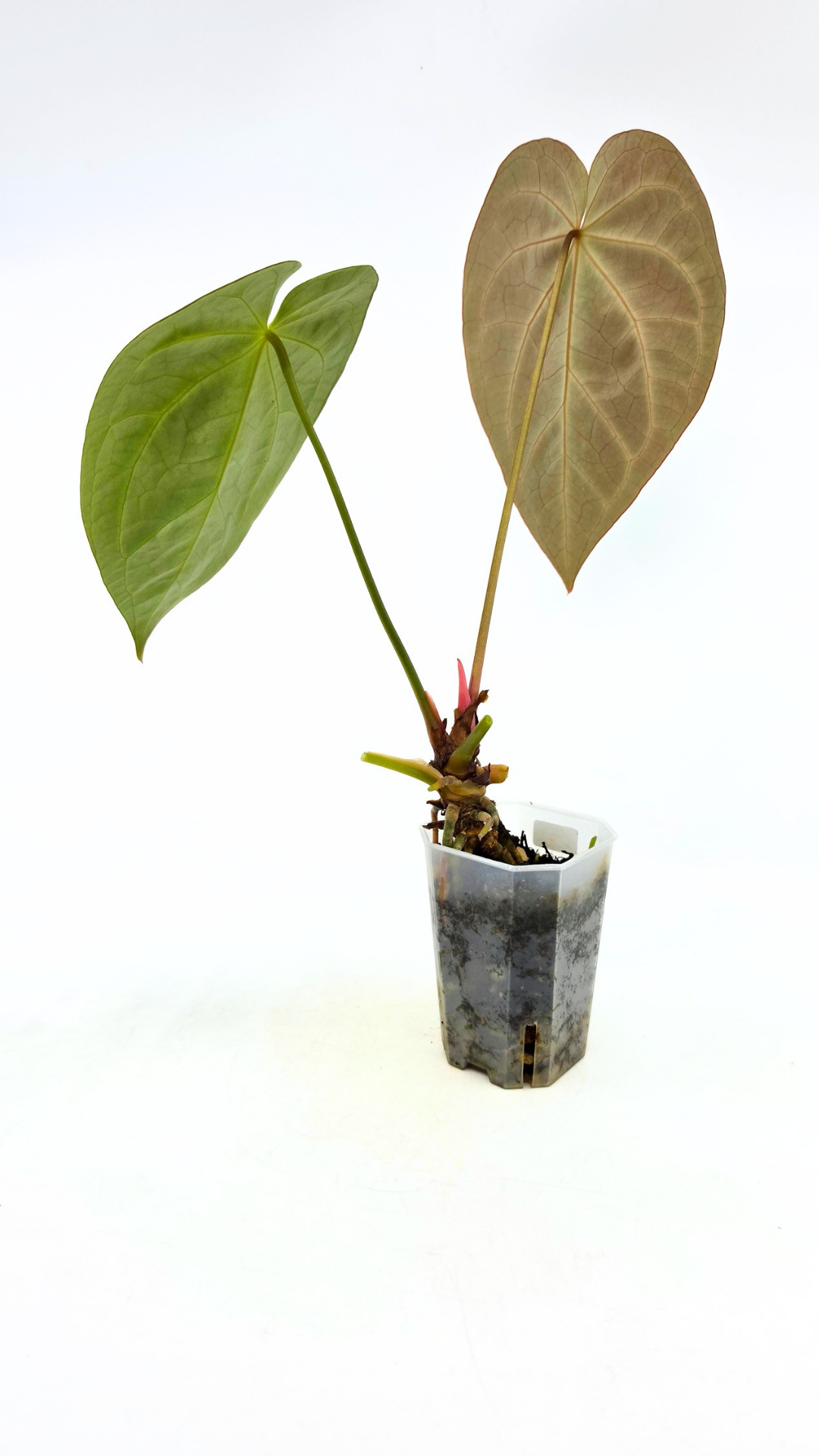 Rare indoor plant Anthurium Crystallinum X Magnificum available for sale at rare house plant shop the Leaf Gallery in Perth, Western Australia