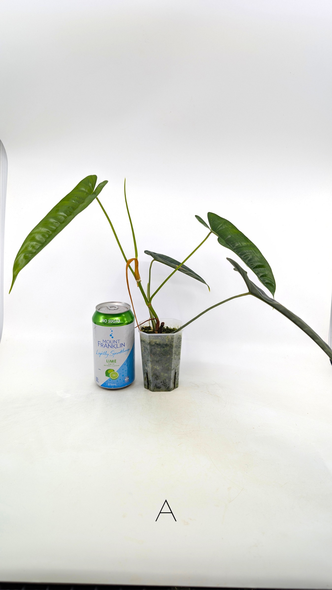 Rare indoor plant Philodendron Felix available for sale at rare house plant shop The Leaf Gallery in Perth, Western Australia