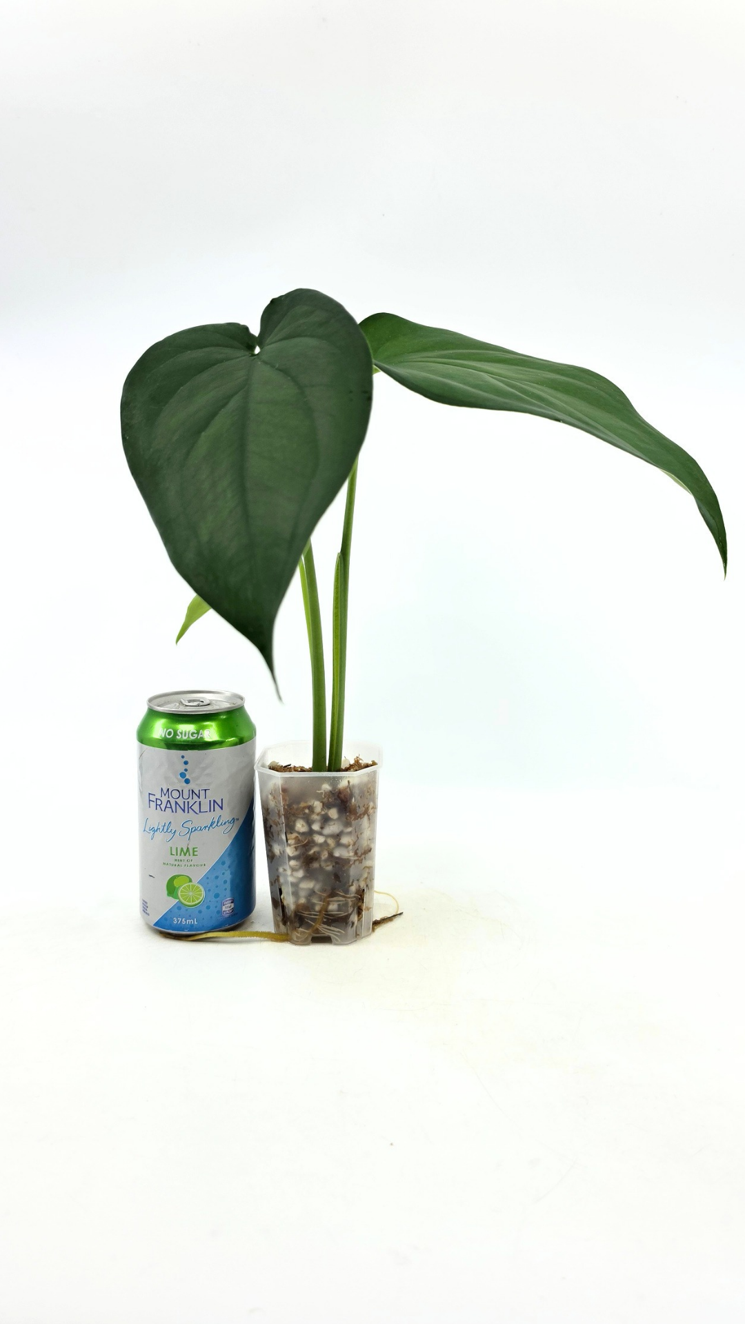 Rare indoor plant Syngonium Chiapense  available from rare houseplant shop The Leaf Gallery in Perth, Western Australia