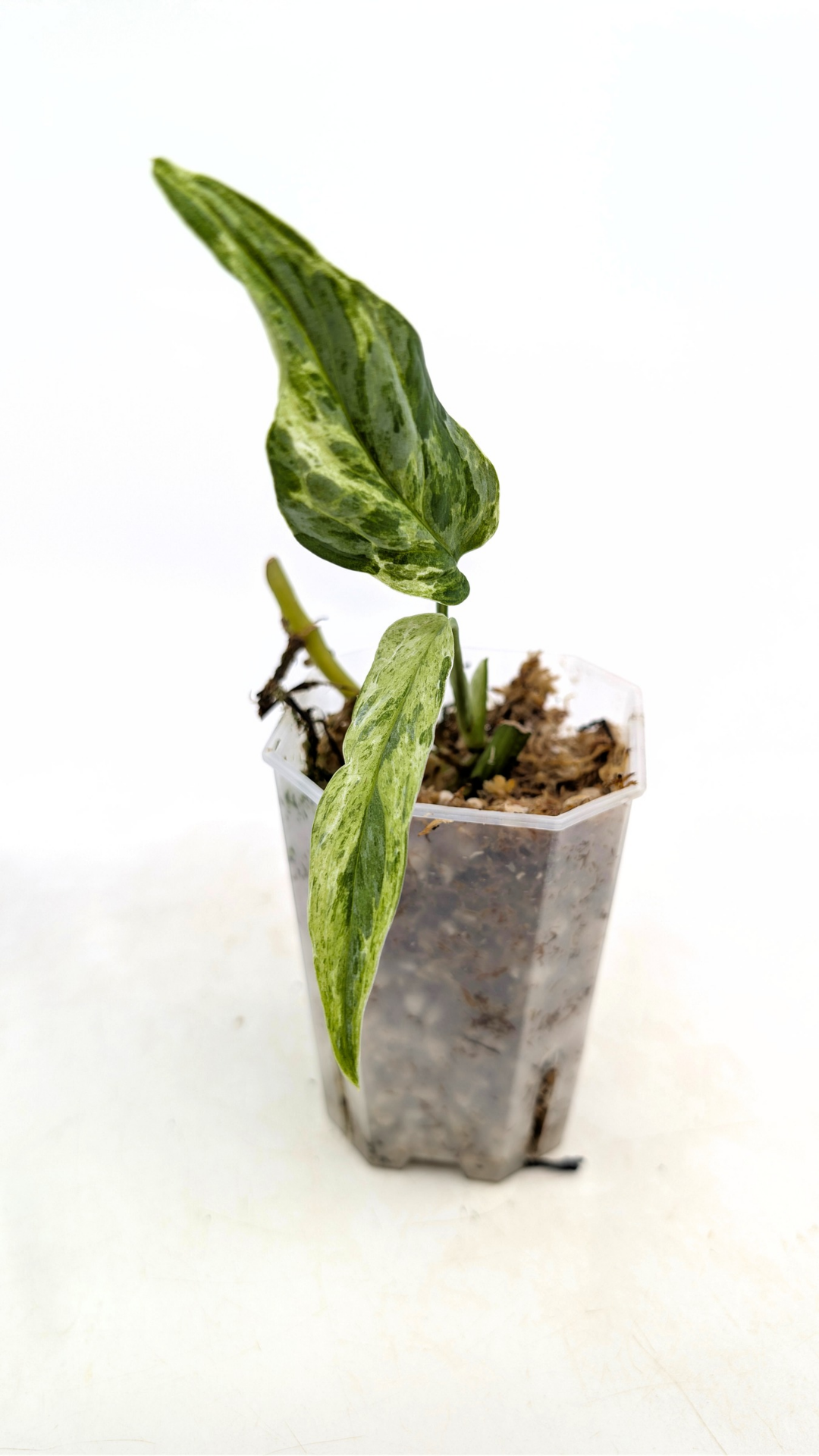 Rare indoor house plant Monstera Adansonii Mottled Mint Varigation Indonesian Form stem propagation by The Leaf Gallery in Perth.