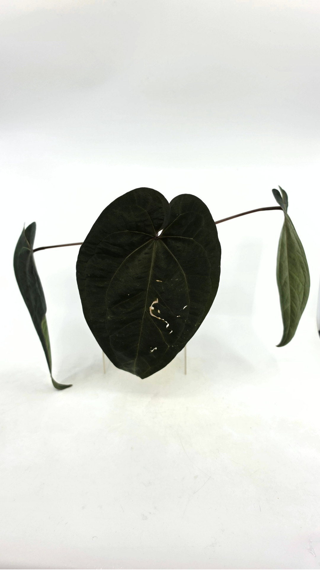 Rare indoor plant Anthurium Ace of Spades Dark Form available for sale at rare house plant shop The Leaf Gallery in Perth, Western Australia