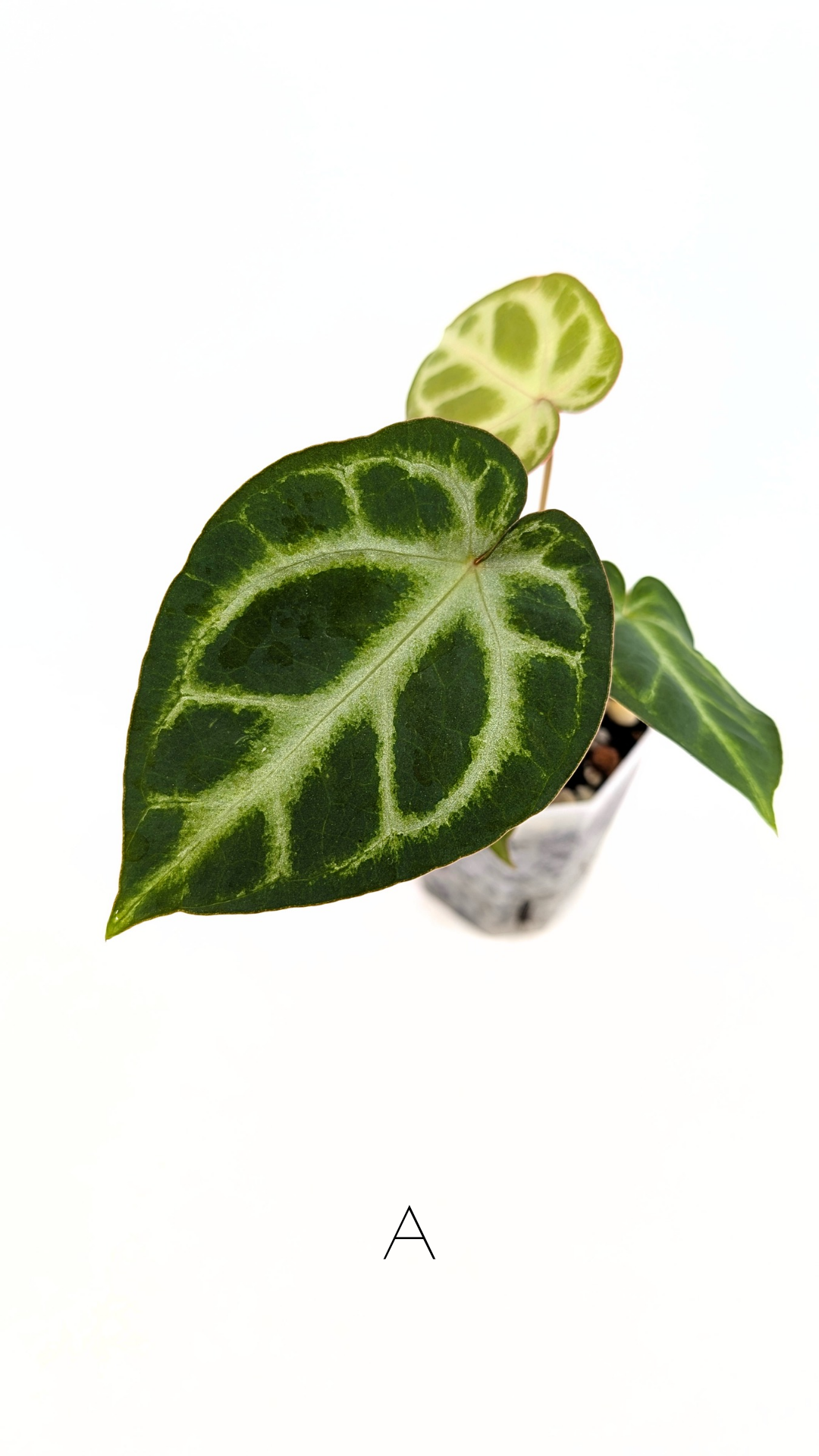 Rare indoor plant Anthurium Magnificum available for sale at rare house plant shop The Leaf Gallery in Perth, Western Australia