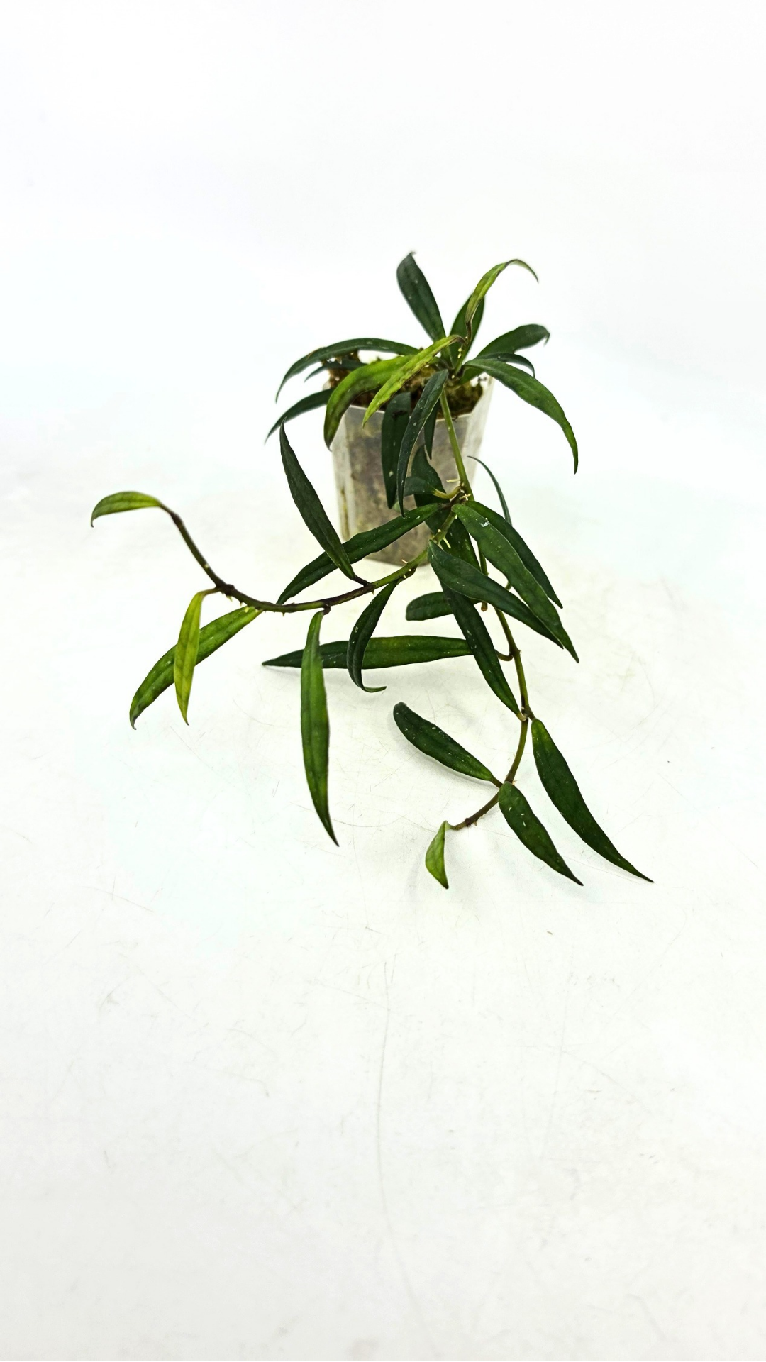 Uncommon waxplant Hoya Pauciflora available for sale at rare indoor plan shop The Leaf Gallery in Perth, Western Australia