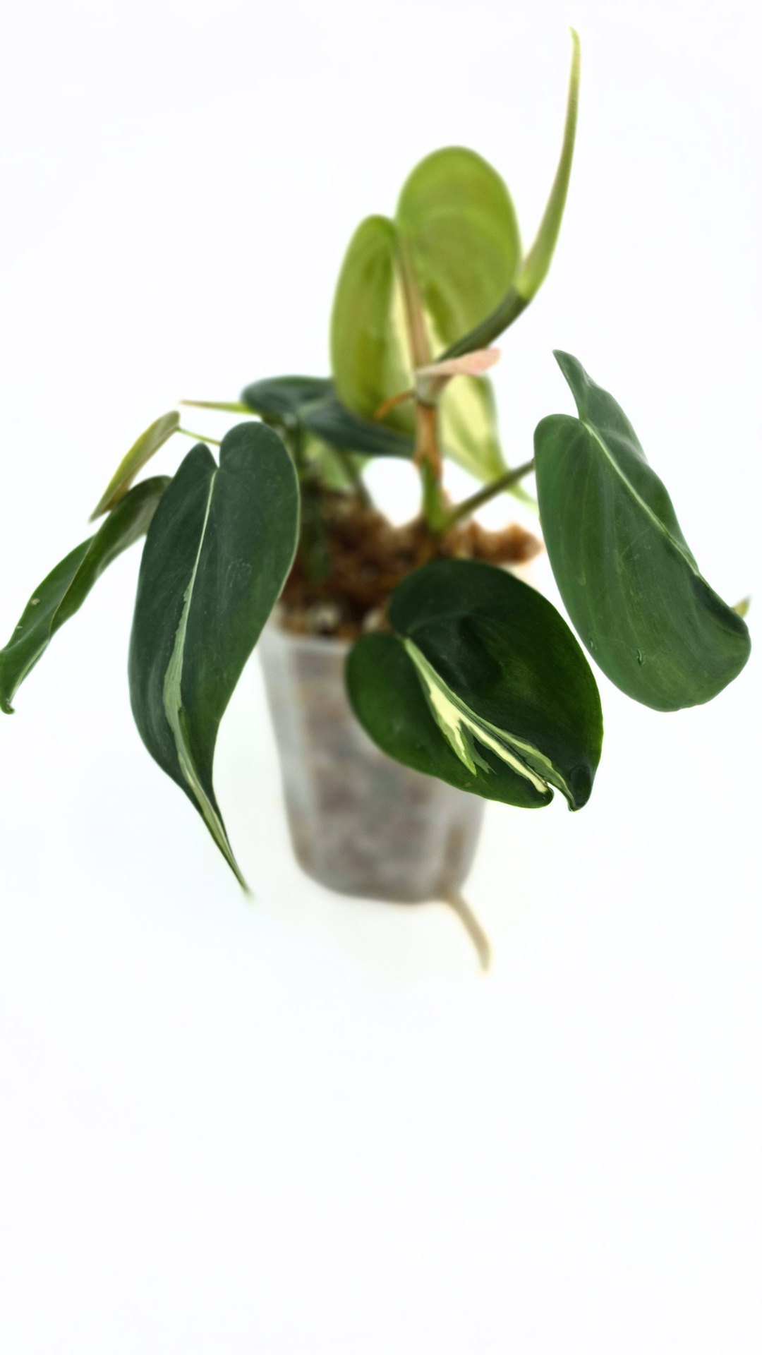 Rare indoor plant Philodendron Rio available at rare plant shop The Leaf Gallery in Perth, Western Australia.