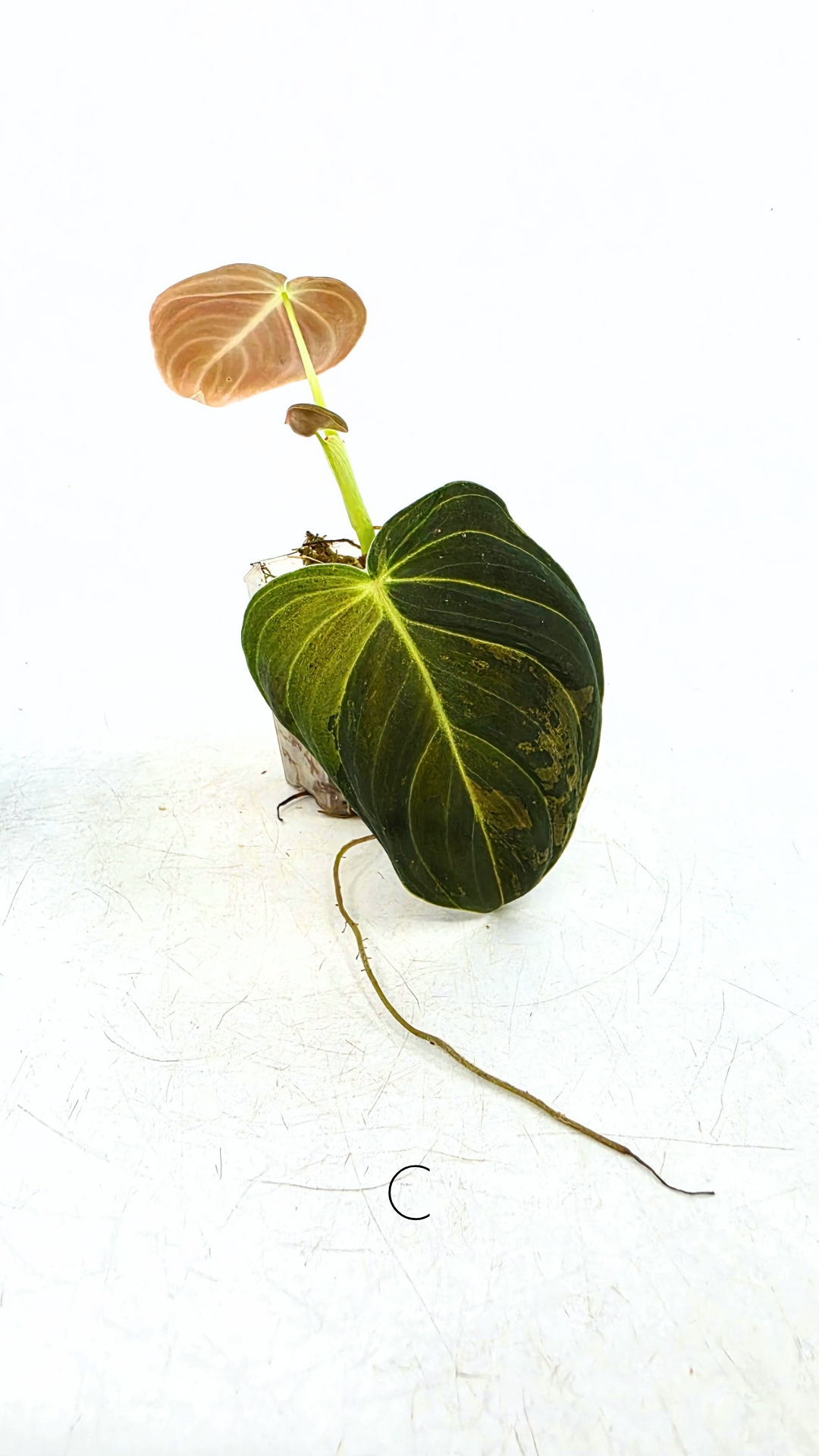Rare plant Philodendron Melanochrysum Varigated available for sale at rare plant shop The Leaf Gallery in Perth, Western Australia