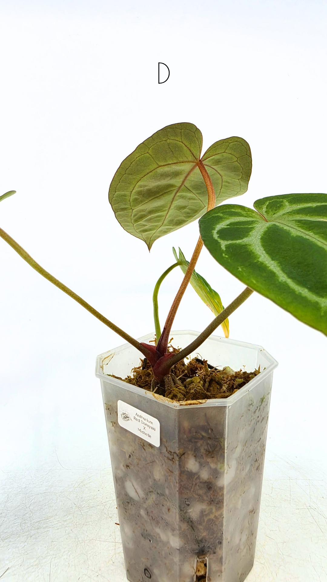 Rare anthurium hybrid Anthurium red dorayaki mutation with Anthurium Michelle by The Leaf Gallery in Perth, Western Australia