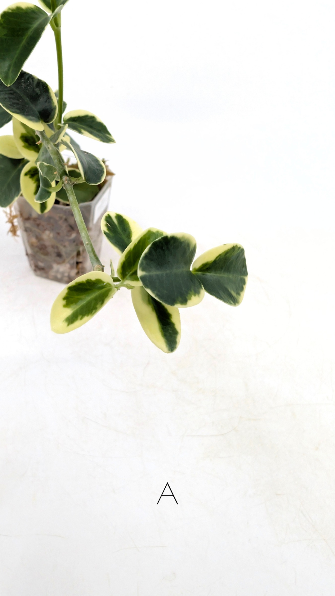 Rare waxplant Hoya Cumingiana Albo available for sale at rare indoor plant shop The Leaf Gallery in Perth, Western Australia