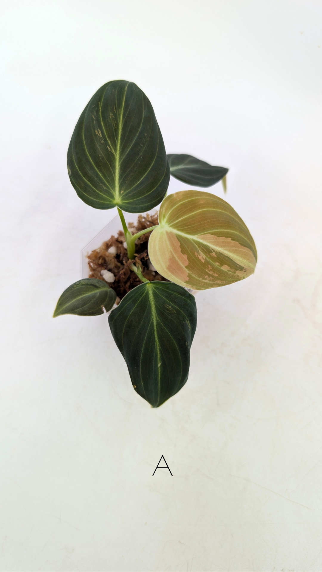 Rare plant Philodendron Melanochrysum Varigated available for sale at rare plant shop The Leaf Gallery in Perth, Western Australia