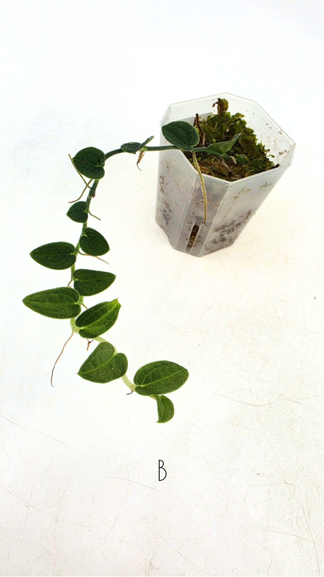 Rare Shingler plant Raphidophora Verstegii or Piper Clypeatum available at rare plant shop The Leaf Gallery in Perth, Western Australia