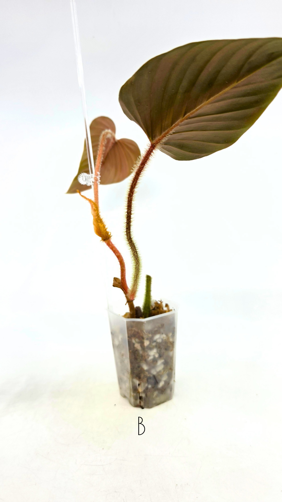 Rare plant philodendron squamicaule pink available at rare plant shop The Leaf Gallery in Perth, Western Australia