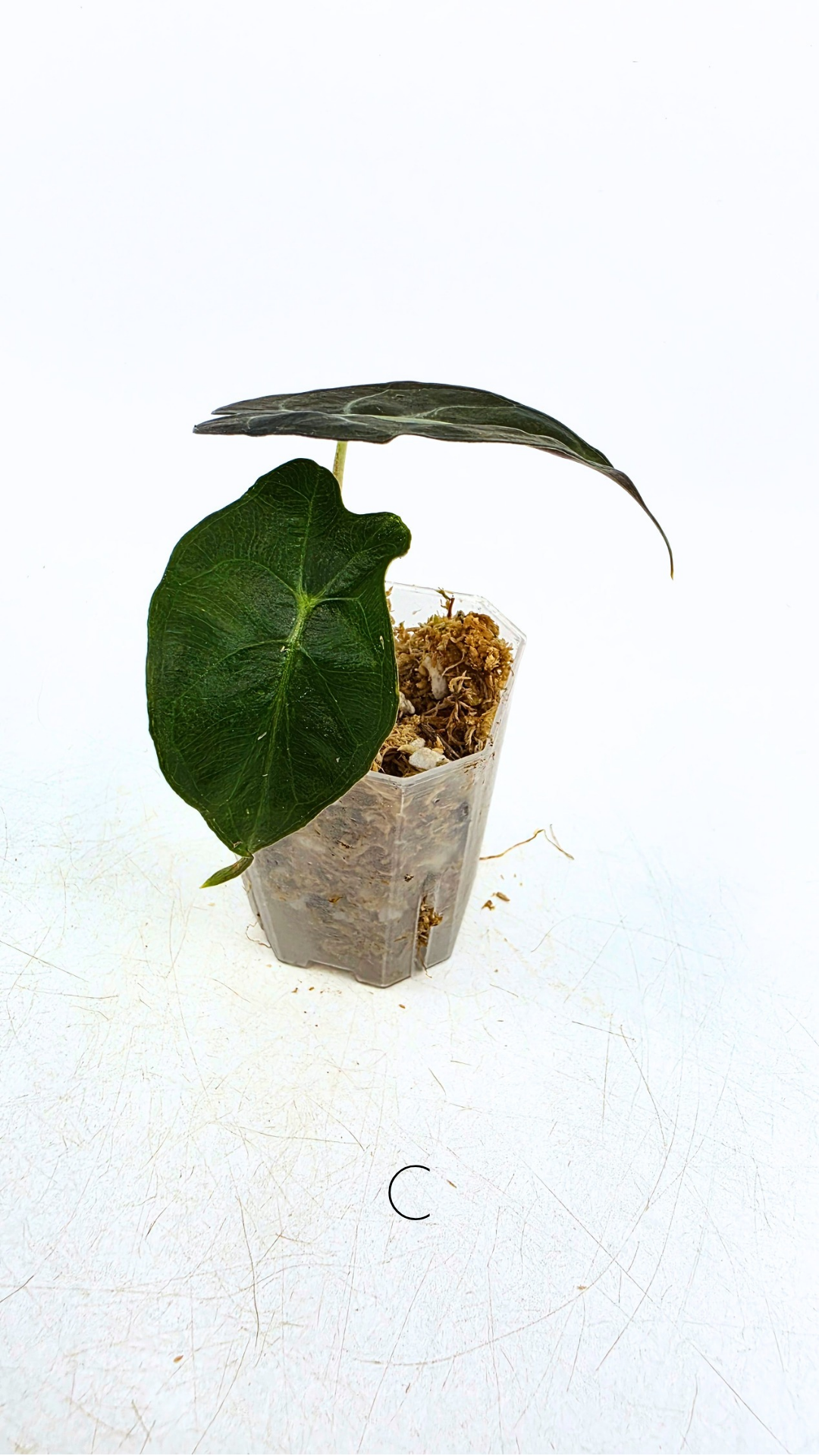 Rare indoor plant Alocasia Venom available for sale at rare house plant shop The Leaf Gallery in Perth, Western Australia.