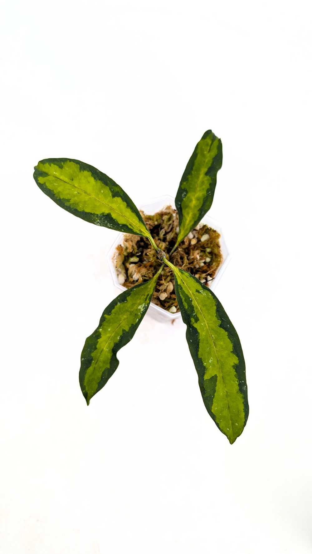 Hoya Multiflora Variegated  The Leaf Gallery