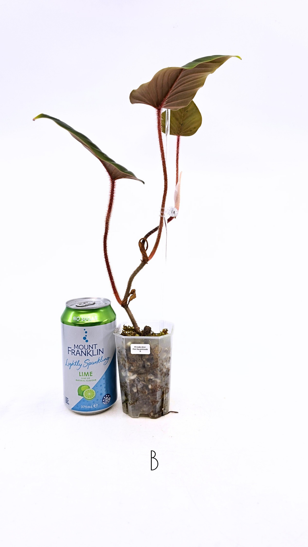 Rare plant philodendron squamicaule pink available at rare plant shop The Leaf Gallery in Perth, Western Australia