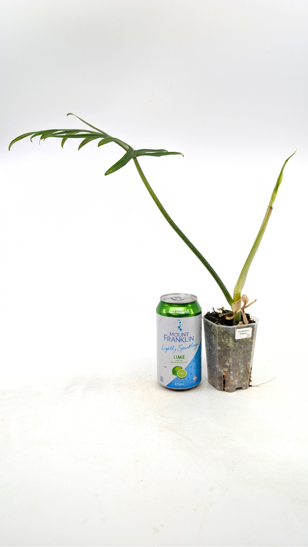 Uncommon indoor plant Philodendron Elegans available for sale at rare plant shop The Leaf Gallery in Perth, Western Australia