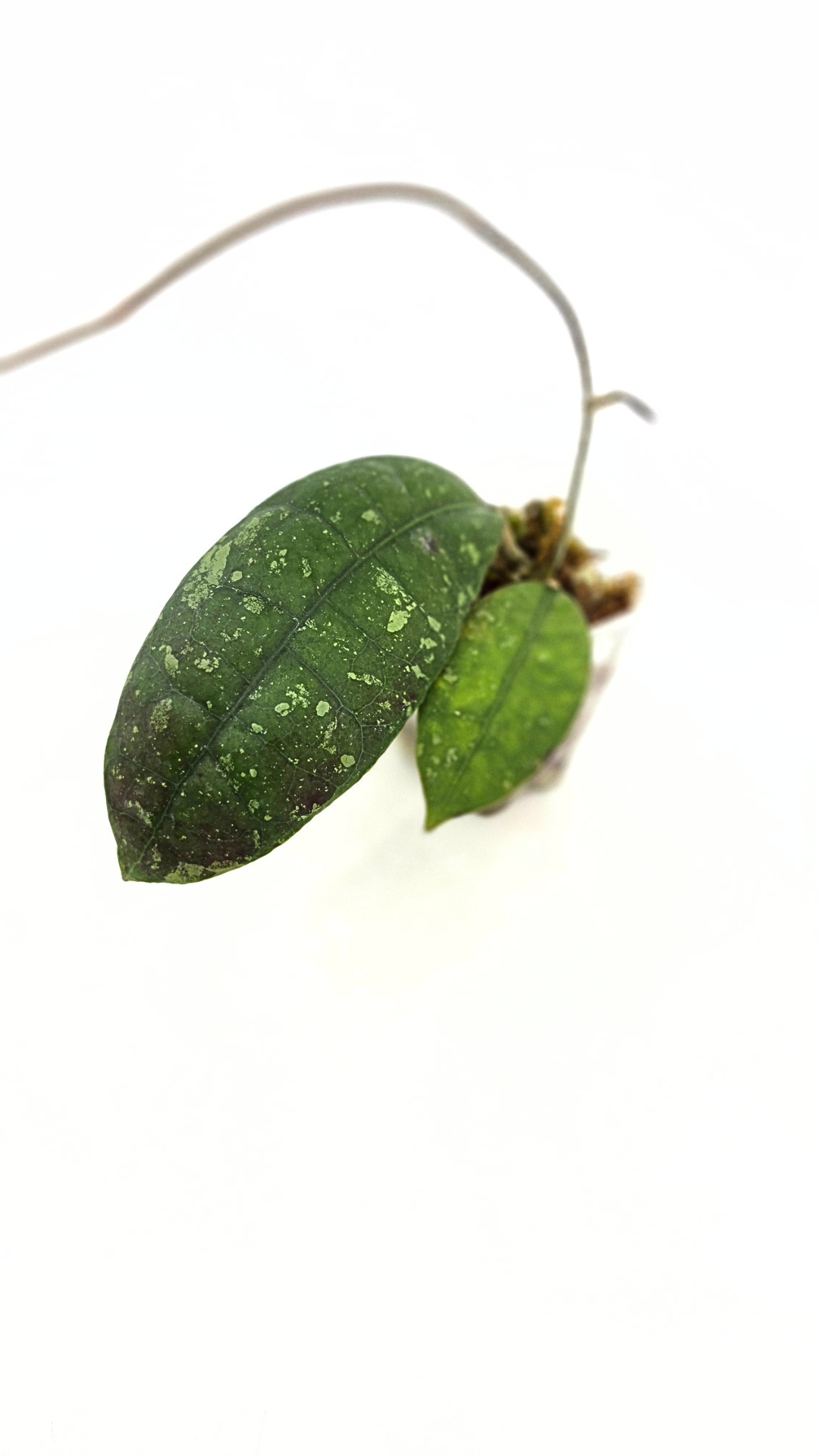 Rare waxplant Hoya Aff Lambii available for sale at rare indoor plant shop The Leaf Gallery in Perth, Western Australia.