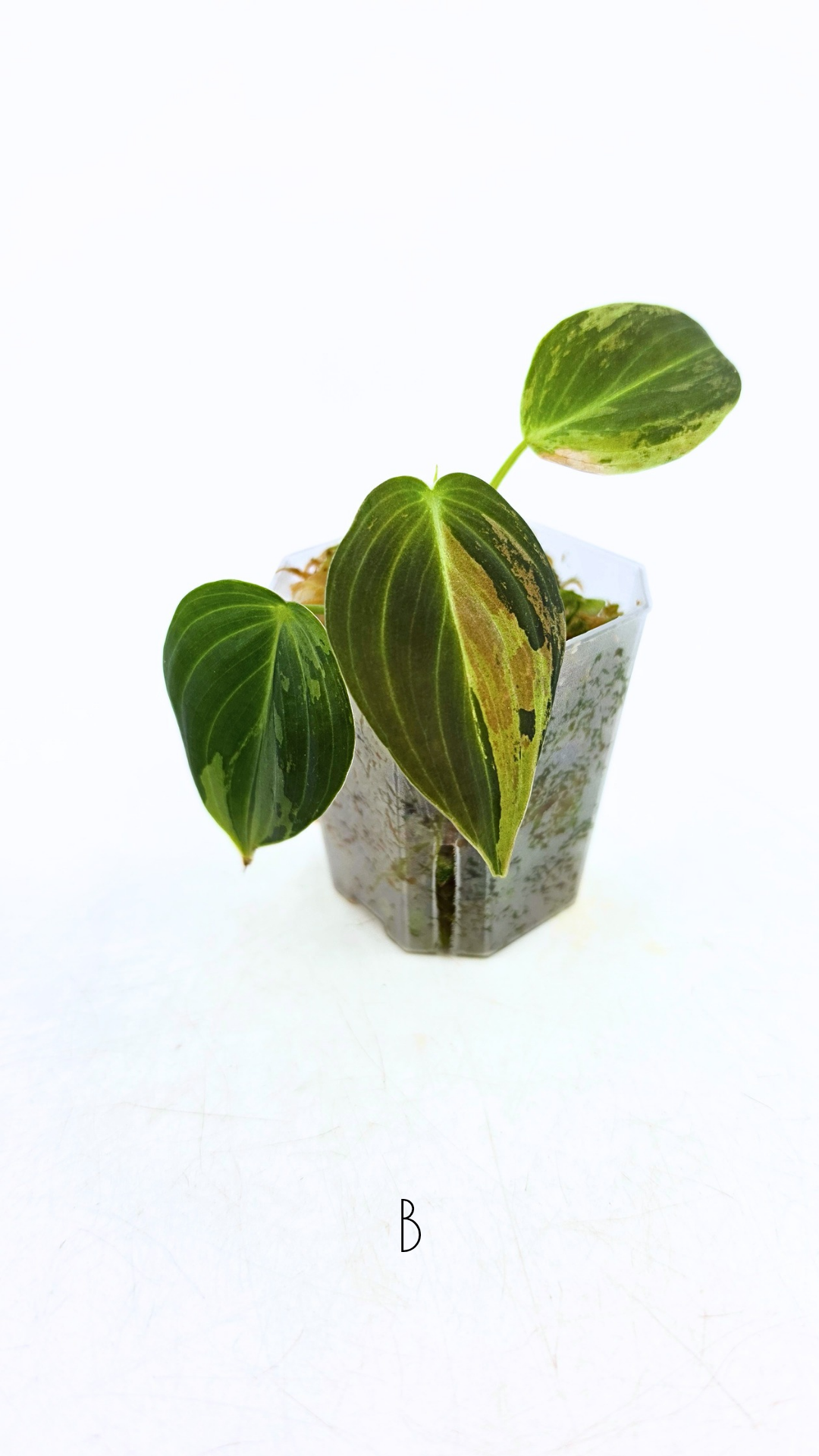 Rare plant Philodendron Melanochrysum Varigated available for sale at rare plant shop The Leaf Gallery in Perth, Western Australia