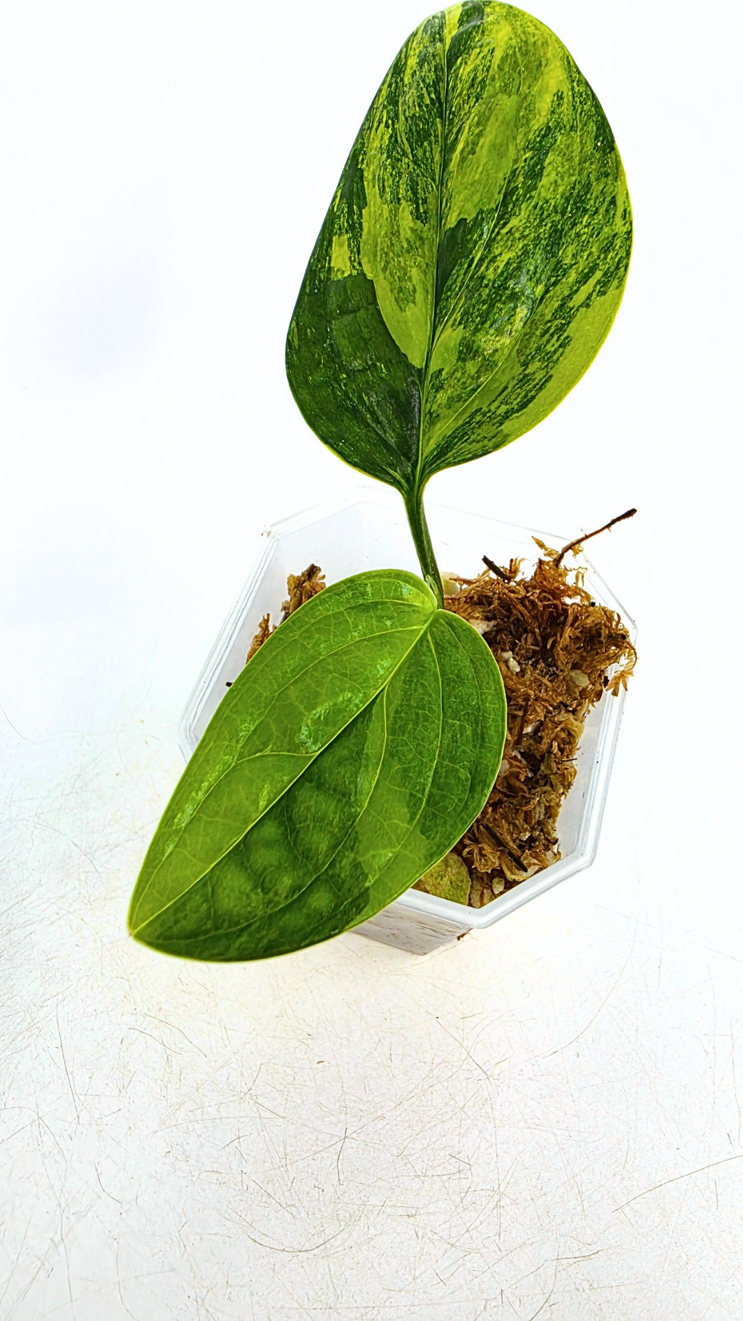 Rare indoor plant Monstera Peru Karstenianum Varigated at rare plant shop The Leaf Gallery in Perth, Western Australia