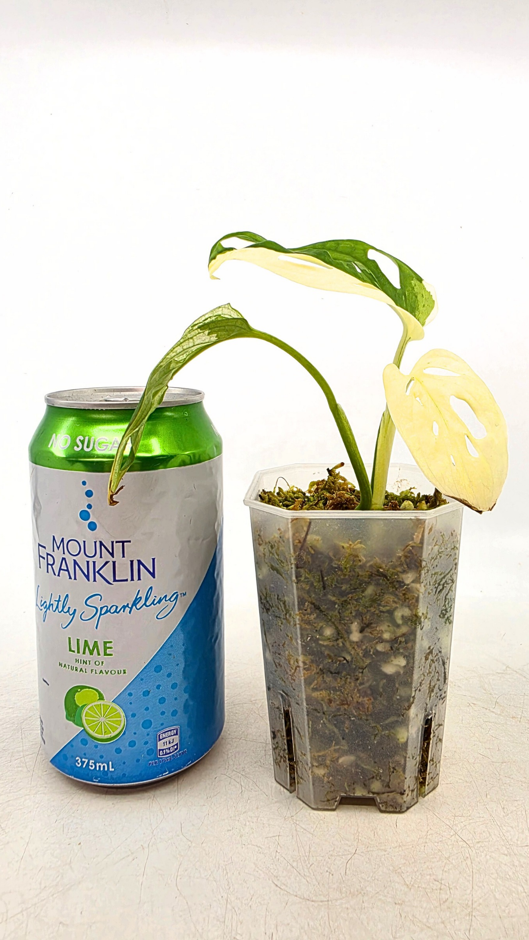 Rare indoor plant Monstera Adansonii Albo Varigated available for sale at rare houseplant shop The Leaf Gallery in Perth, Western Australia