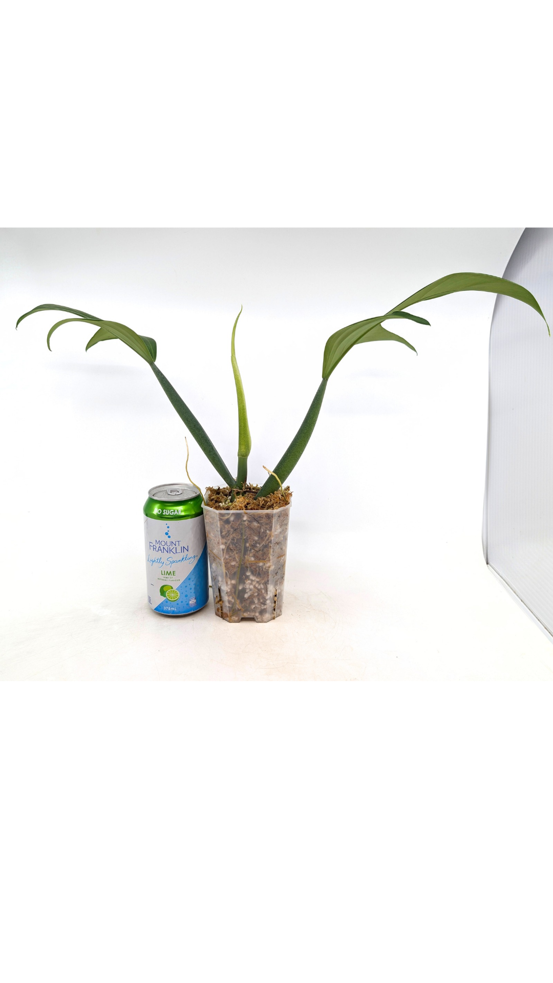 Rare indoor plant Philodendron Panduriforme available for sale at rare house plant shop The Leaf Gallery in Perth, Western Australia.