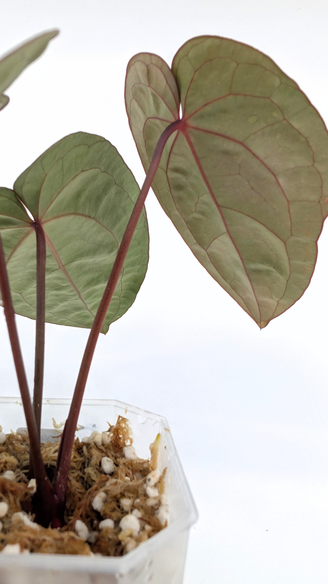 Rare indoor plant Anthurium Bloodmoon clone available from rare house plant shop The Leaf Gallery in Perth, Western Australia