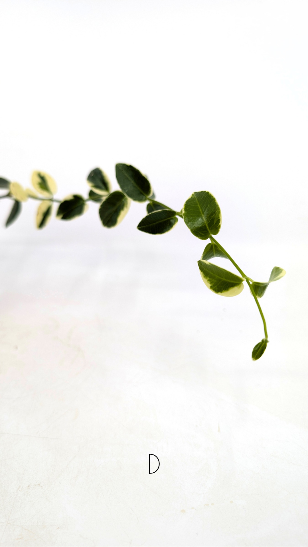 Rare waxplant Hoya Cumingiana Albo available for sale at rare indoor plant shop The Leaf Gallery in Perth, Western Australia