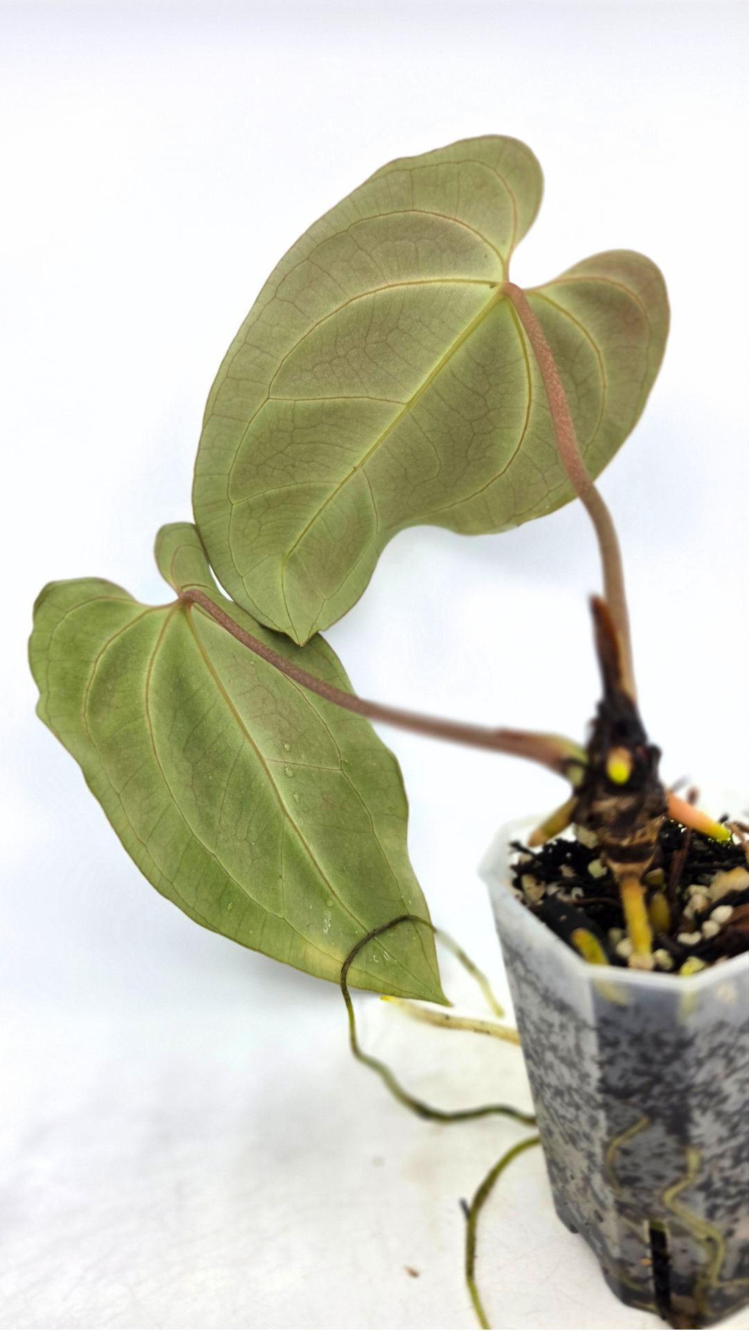 Rare indoor plant anthurium Bessae Aff grown from seeds propagated by rare house plant shop The Leaf Gallery in Perth, Western Australia