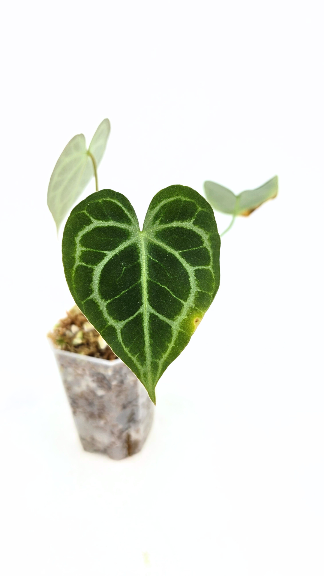 Rare Anthurium Clarineverium Hybrid - Queen of Clarinervium available for sale at rare plant shop The Leaf Gallery in Perth, Western Australia