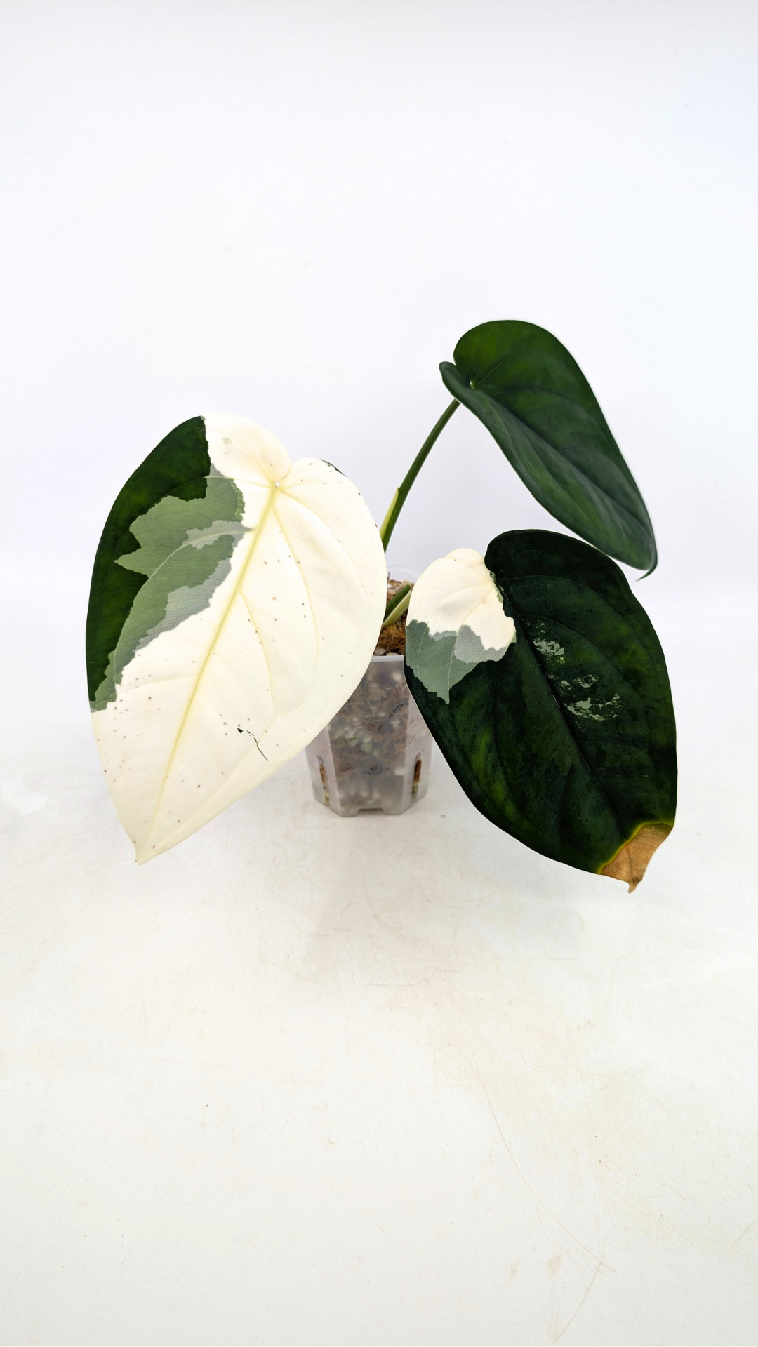 Rare indoor plant Syngonium Chiapense Variegated available from rare houseplant shop The Leaf Gallery in Perth, Western Australia