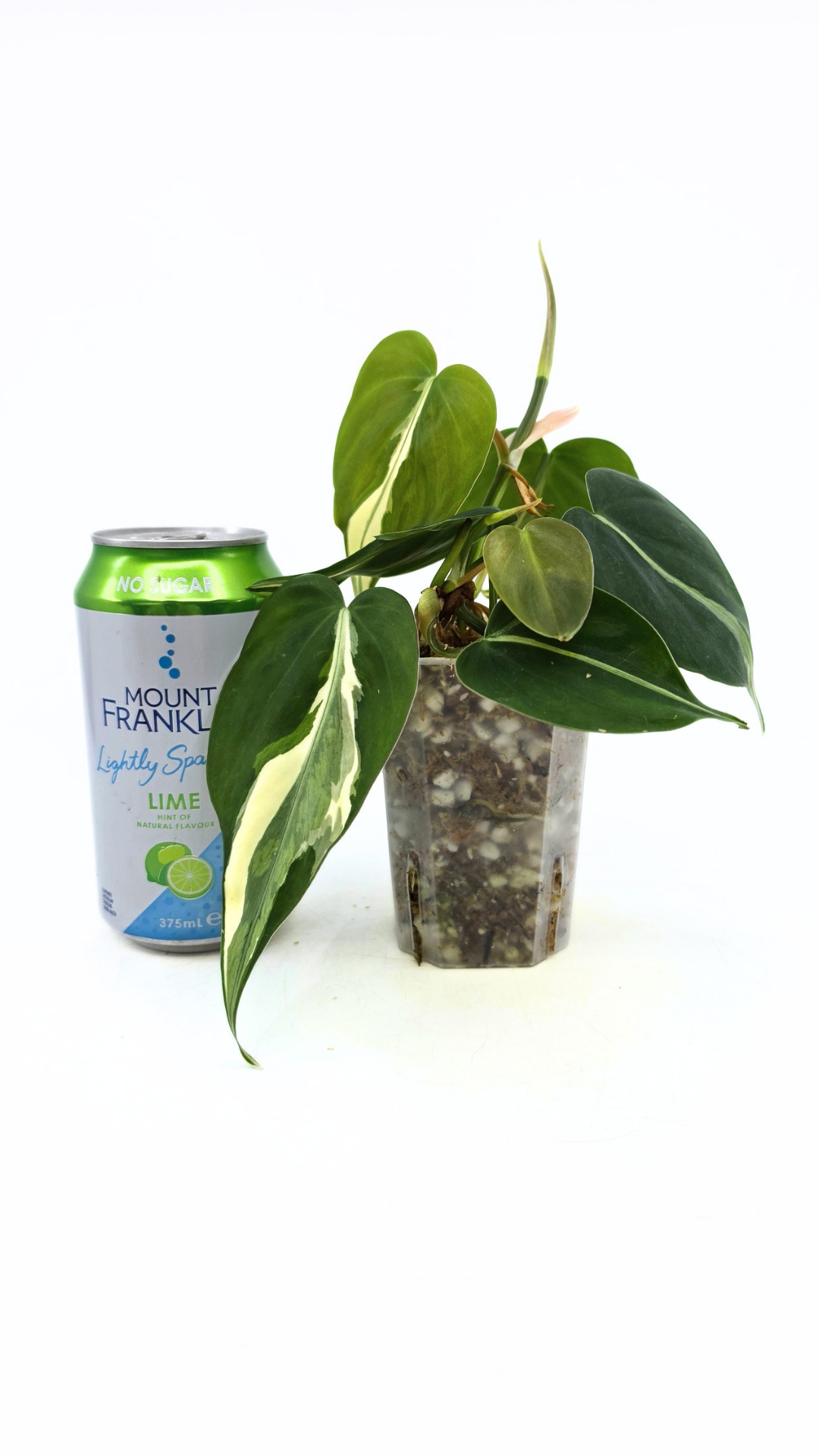 Rare indoor plant Philodendron Rio available at rare plant shop The Leaf Gallery in Perth, Western Australia.
