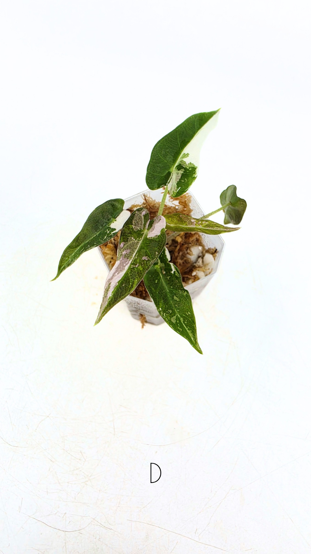 Rare indoor plant Alocasia Amazonica Bambino Pink TC plantlets available for sale at rare houseplant shop The Leaf Gallery in Perth, Western Australia