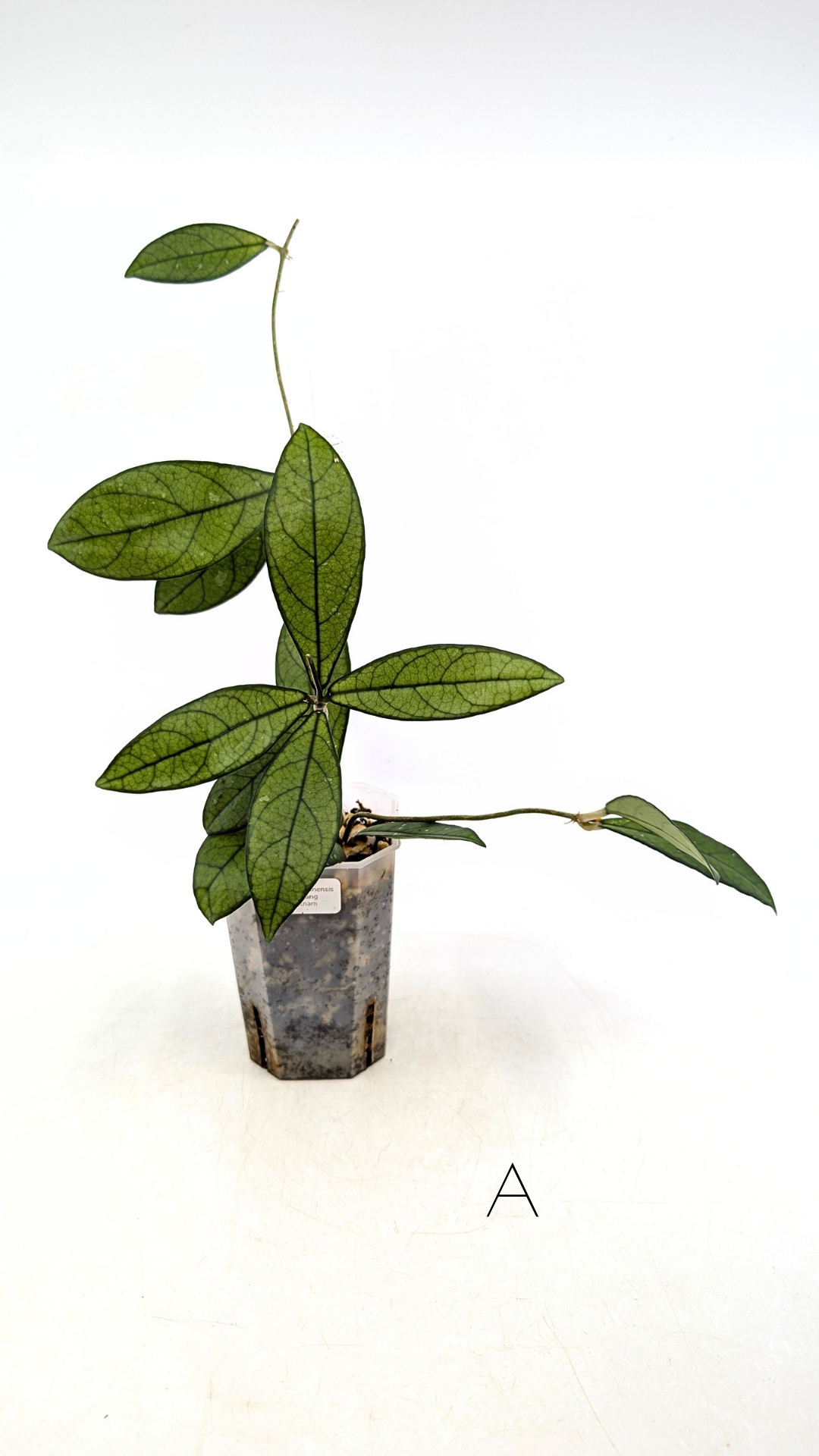 Rare waxplant Hoya Hainanensis Da Nang Vietnam available for sale at rare indoor plant shop The Leaf Gallery in Perth, Western Australia
