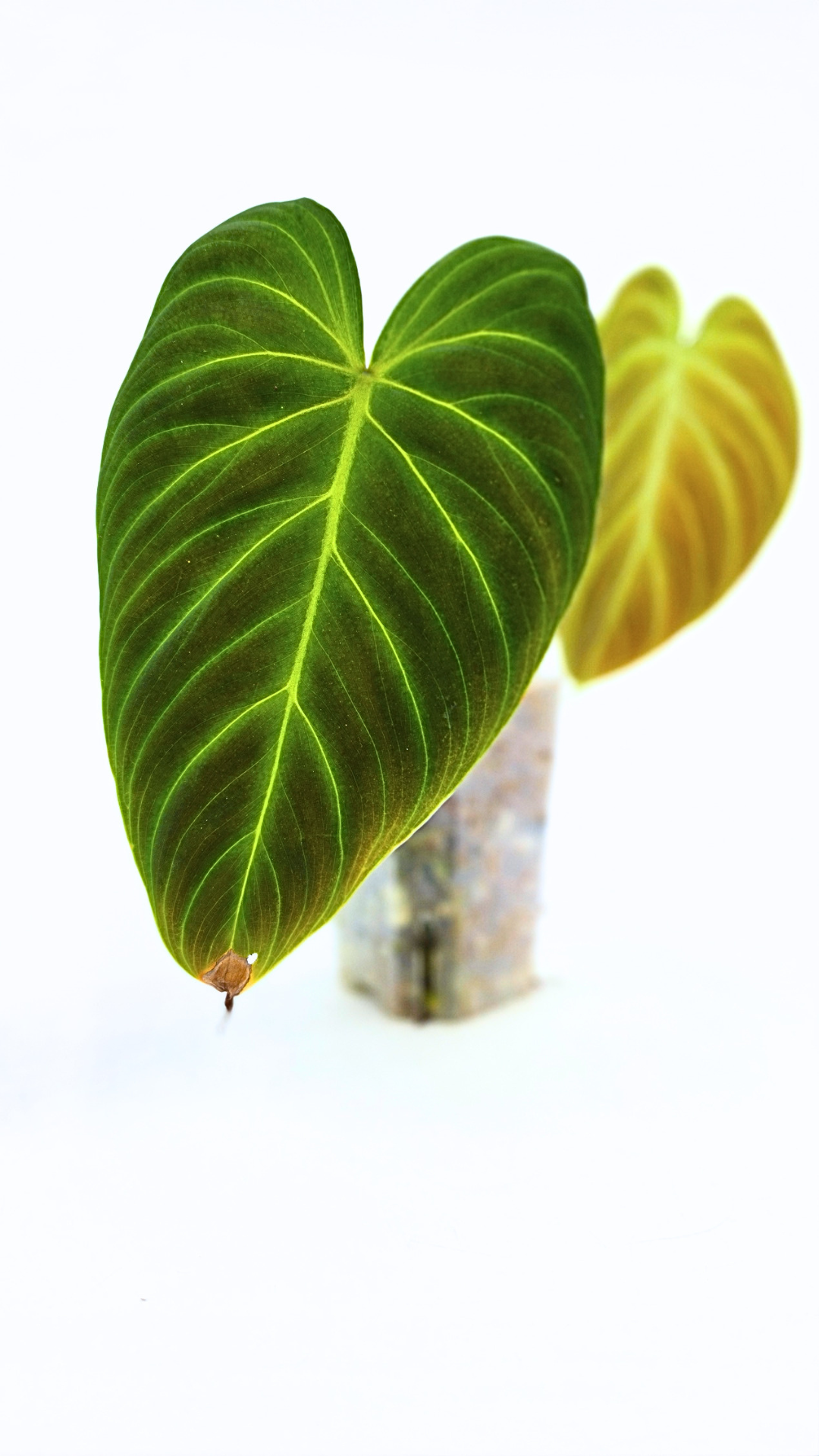 Uncommon indoor plant Philodendron Splendid available for sale at rare house plant shop The Leaf Gallery in Perth, Western Australia