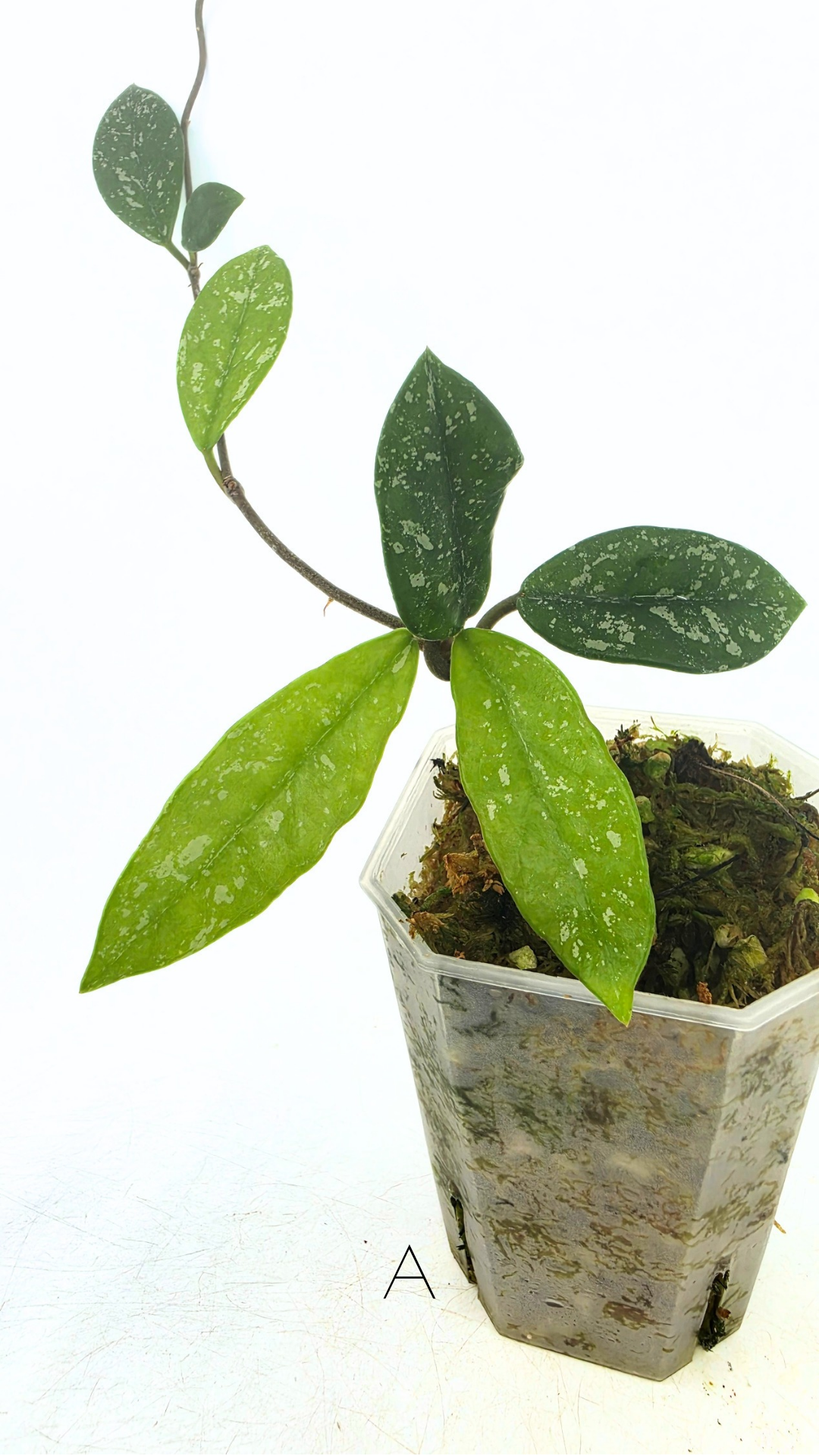 Rare indoor plant hoya wilbur graves propagated by and available for sale at rare plant shop The Leaf Gallery in Perth.