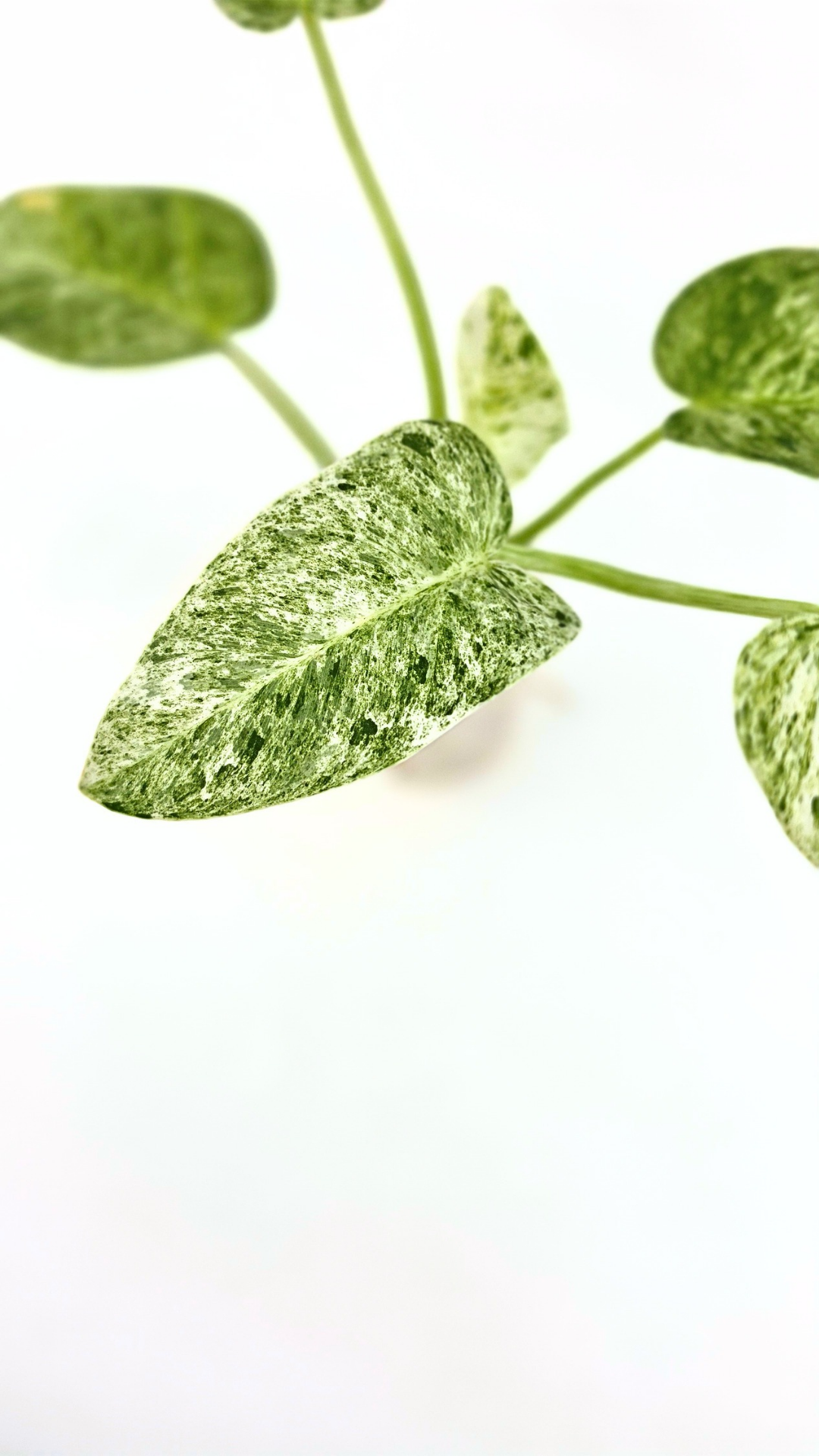Rare indoor plant Philodendron Giganteum Blizzard Varigated by rare plant shop The Leaf Gallery in Perth, Western Australia
