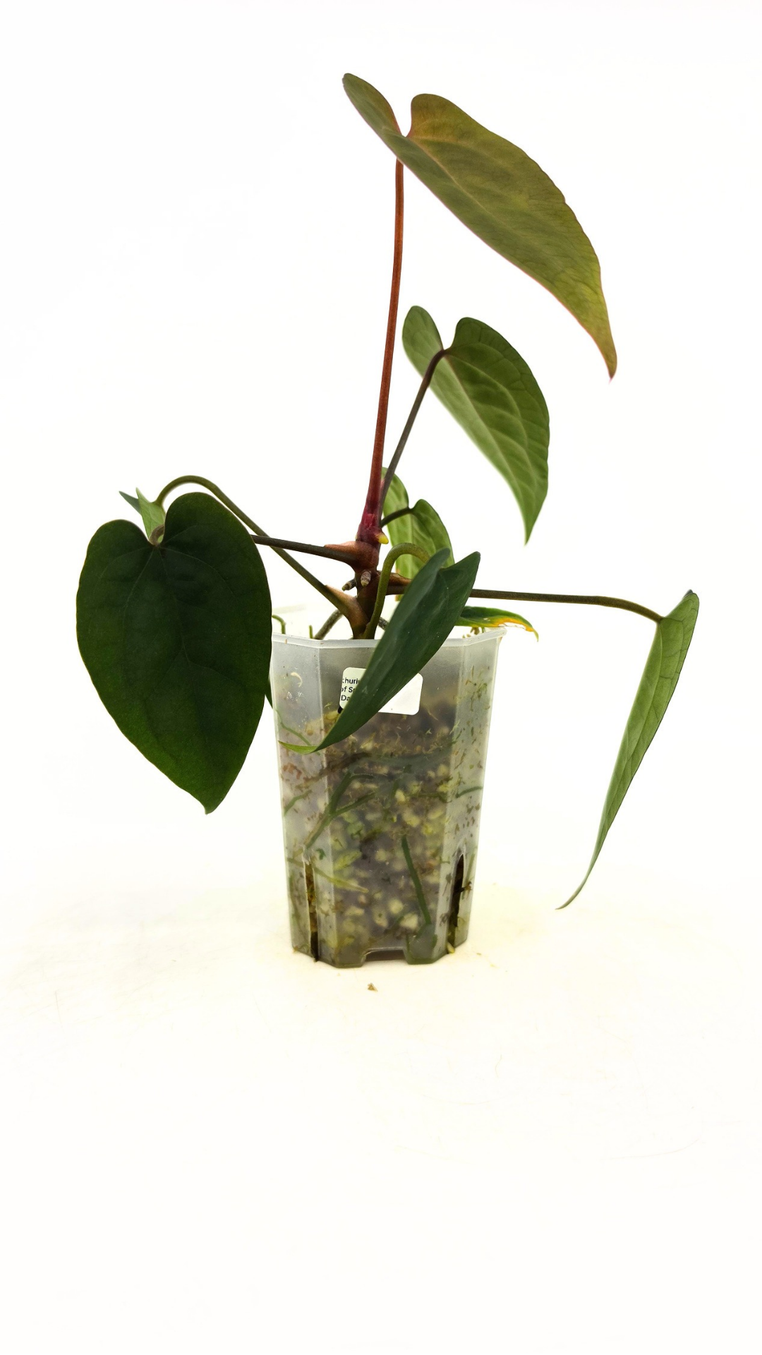 Rare indoor plant Anthurium Ace of Spades Dark Form available for sale at rare house plant shop The Leaf Gallery in Perth, Western Australia