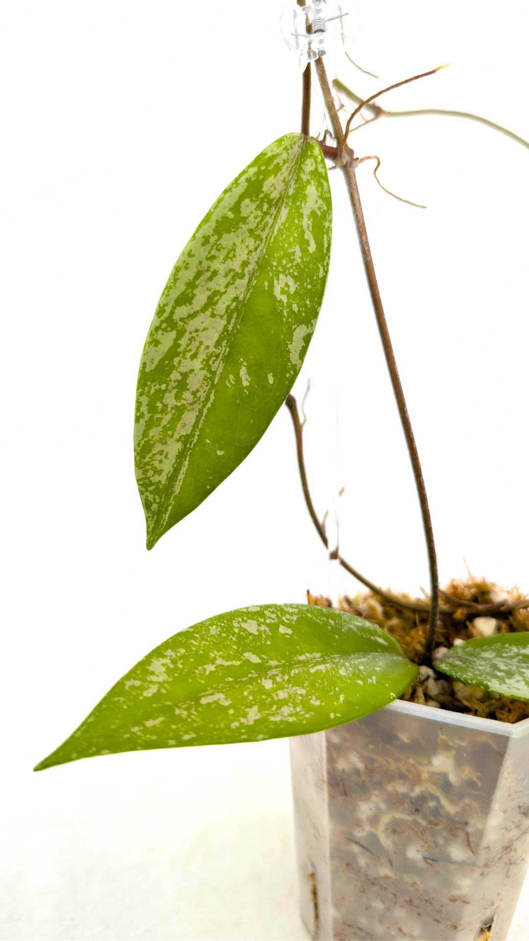 Rare waxplant Hoya Pubicalyx Pink Silver Ghost available for sale at rare indoor plant shop The Leaf Gallery in Perth, Western Australia