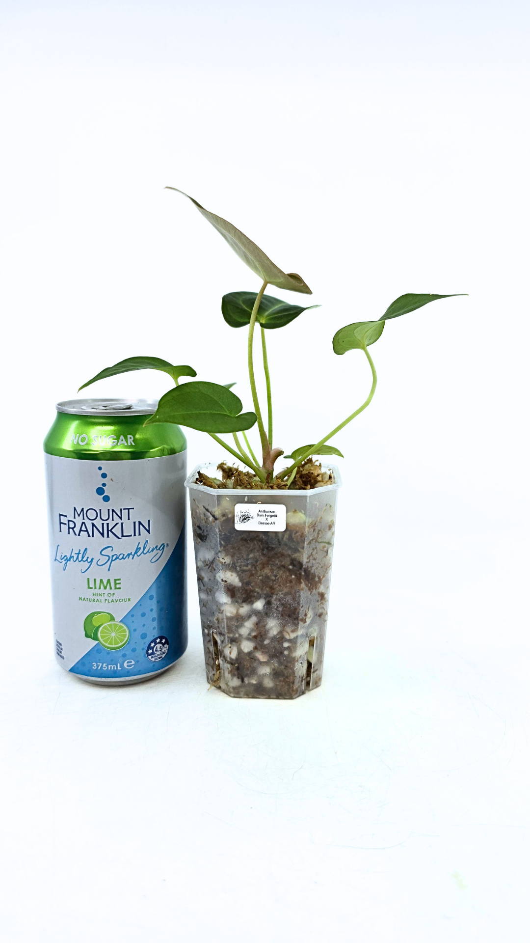 Rare anthurium hybrid Dark Forgetii X Bessae Aff available for sale at rare houseplant shop The Leaf Gallery in Perth, Western Australia