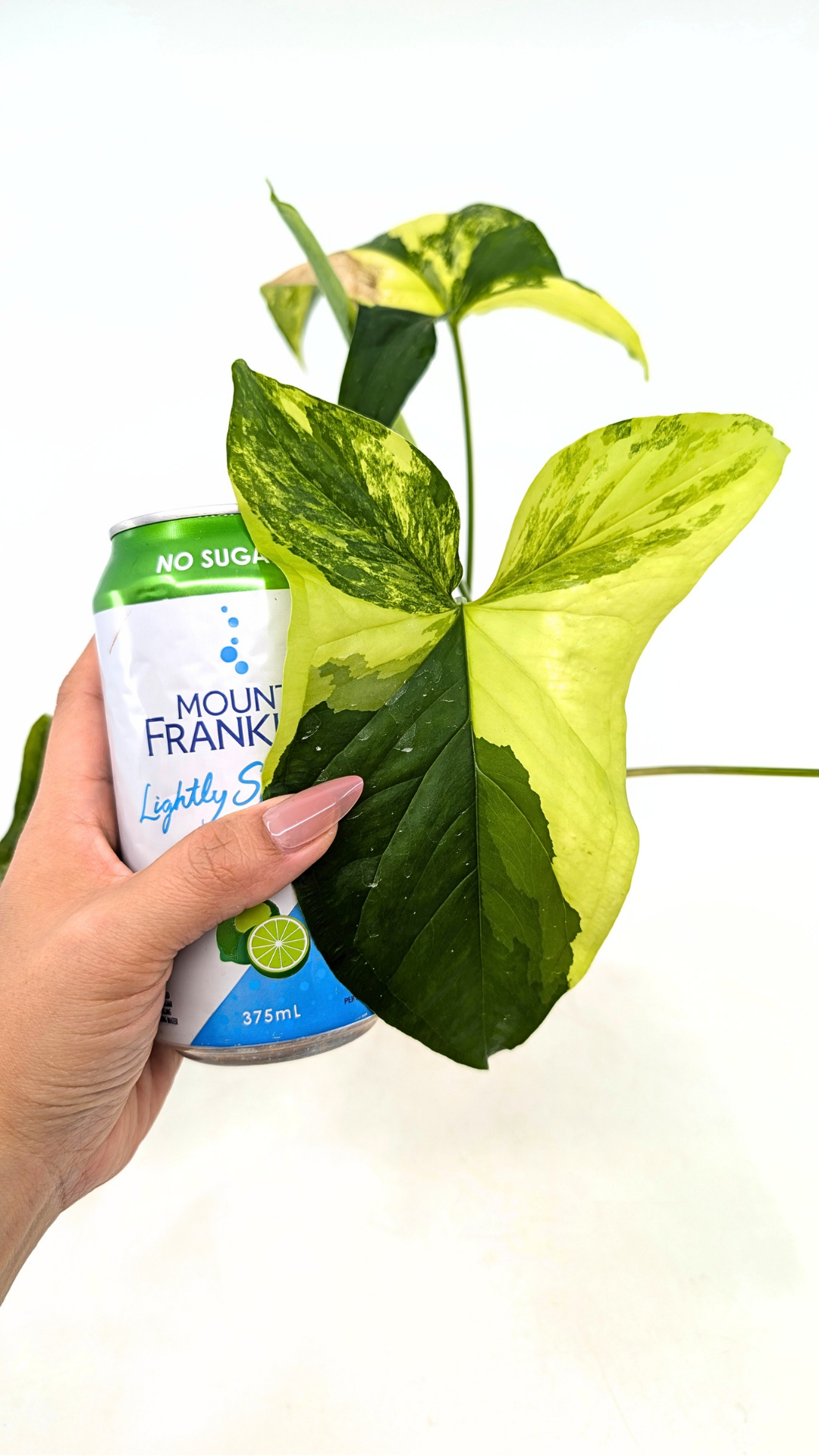 Rare houseplant Syngonium Fantasy Aurea available at rare indoor plant shop The Leaf Gallery in Perth, Western Australia