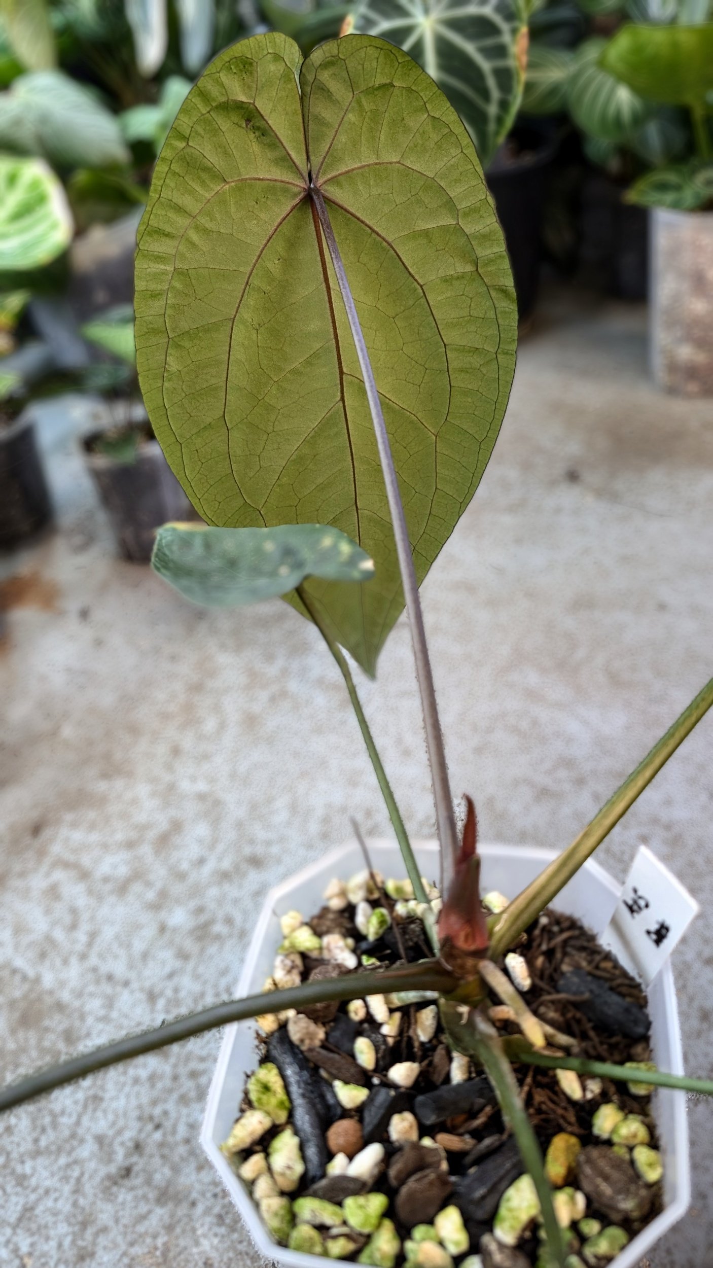 Rare indoor plant Anthurium Ace of Spades Dark Form available for sale at rare house plant shop The Leaf Gallery in Perth, Western Australia