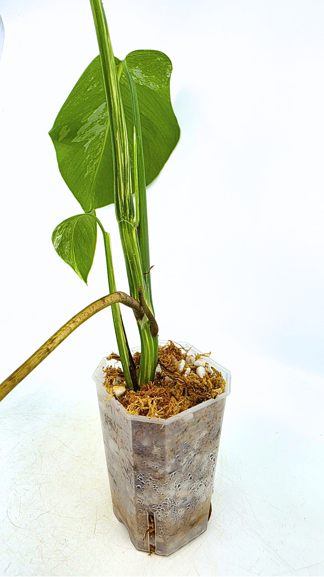 Rare indoor plant Monstera Albo Varigated available for sale at rare plant house plant shop The Leaf Gallery in Perth, Western Australia
