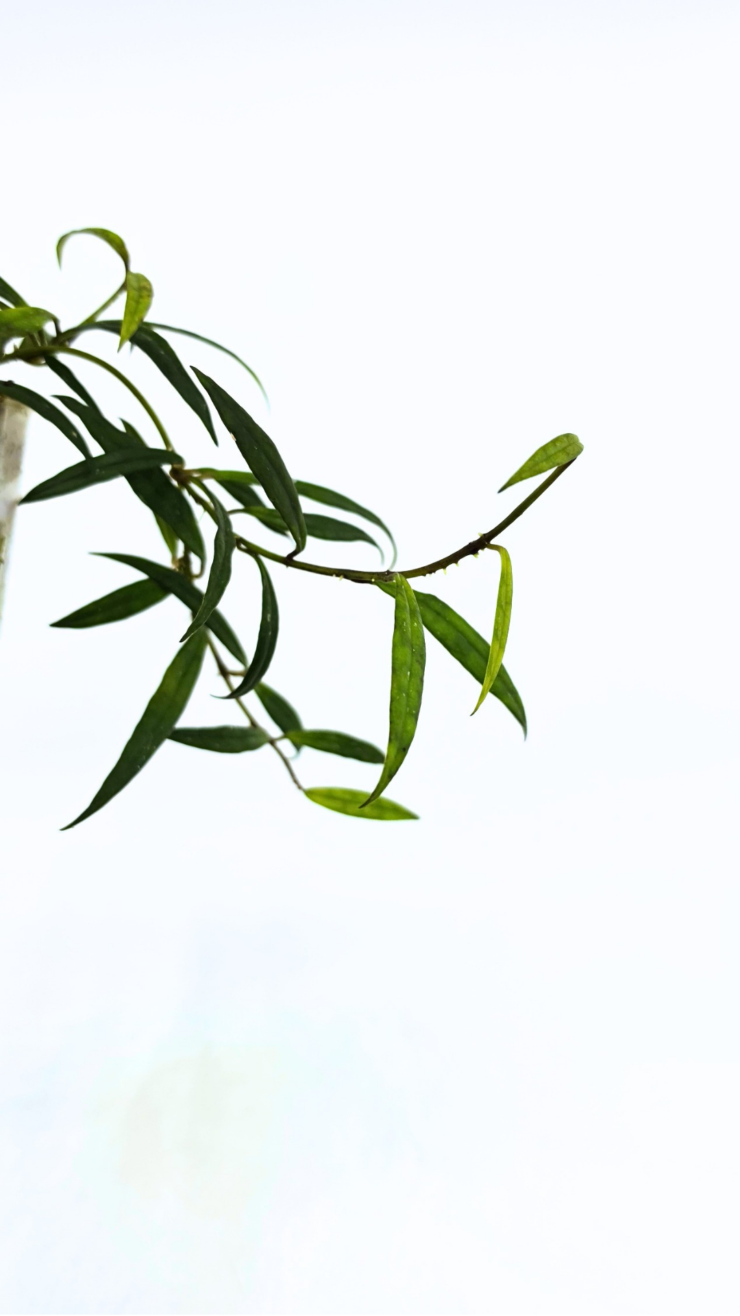 Uncommon waxplant Hoya Pauciflora available for sale at rare indoor plan shop The Leaf Gallery in Perth, Western Australia