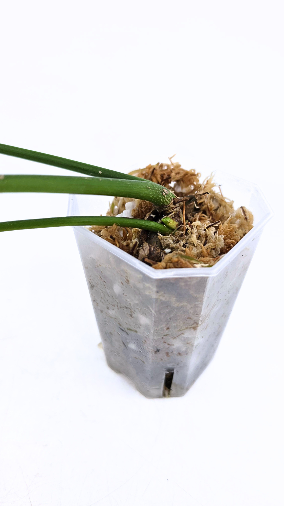 Rare indoor plant Philodendron Joepii available at rare house plant shop The Leaf Gallery in Perth, Western Australia