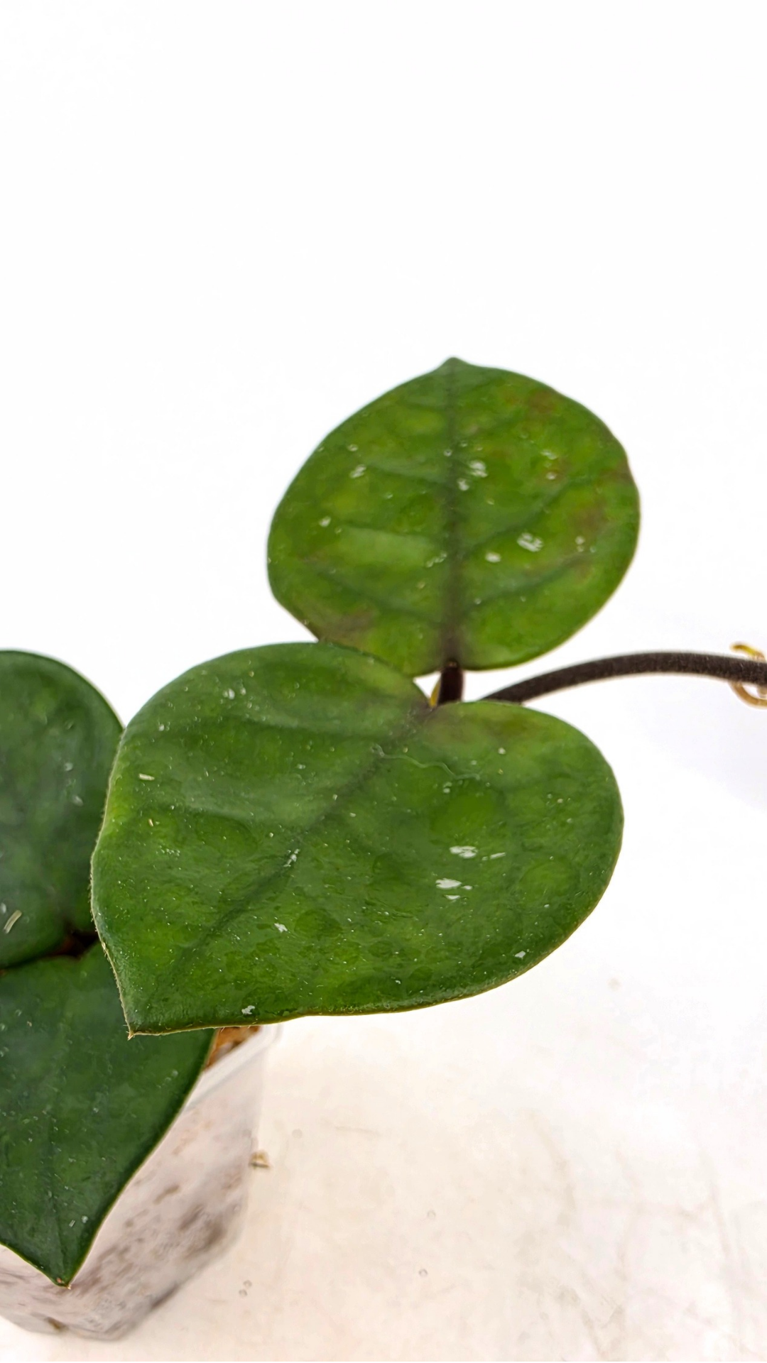 Rare indoor plant hoya carnosa chelsea propagated by and available for sale at rare plant shop The Leaf Gallery in Perth.