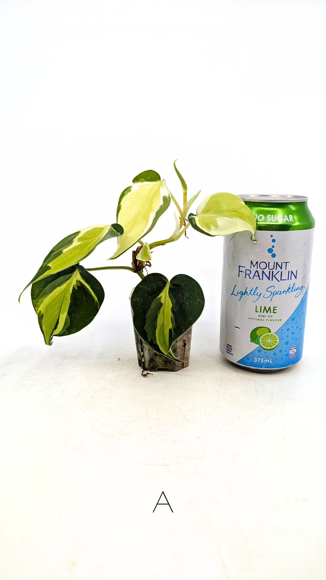 Rare indoor plant Philodendron Cream Splash available at rare plant shop The Leaf Gallery in Perth, Western Australia