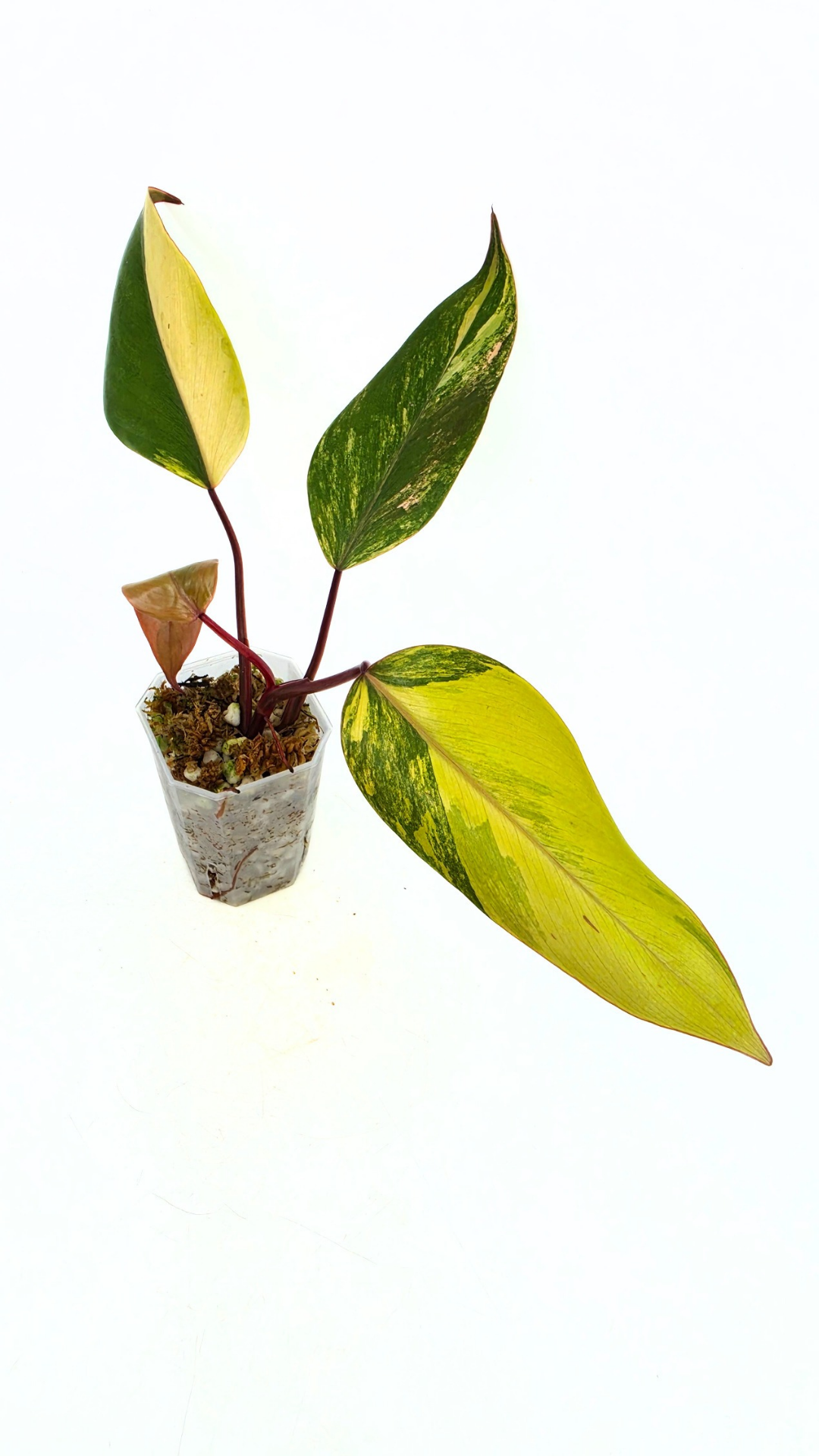 Rare indoor plant Philodendron Strawberry Shake grown and propagated by rare plant shop The Leaf Gallery in Perth, Western Australia