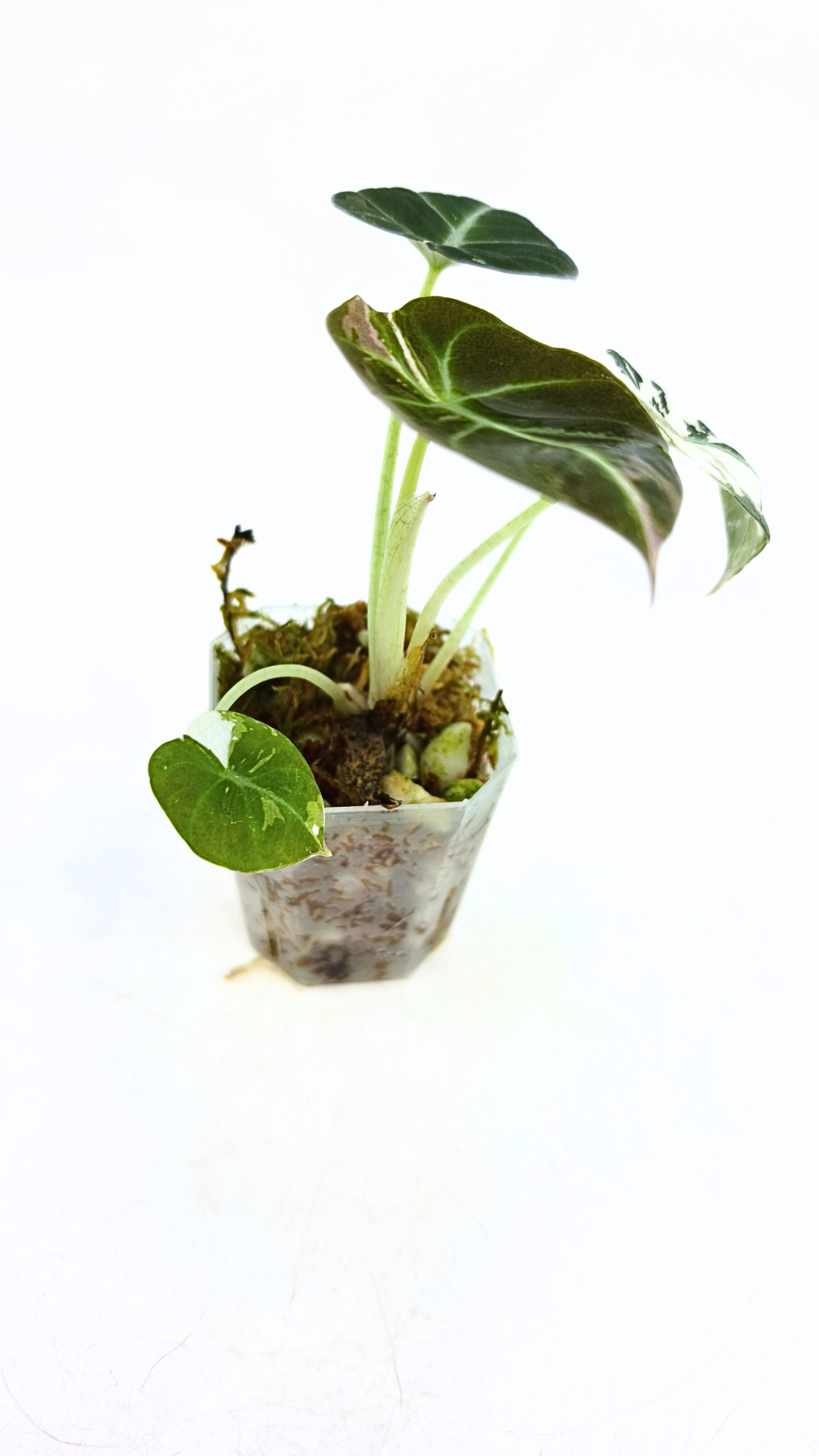Rare indoor plant Alocasia Black Velvet Pink Variegated available for sale from rare house plant shop The Leaf Gallery in Perth, Western Australia