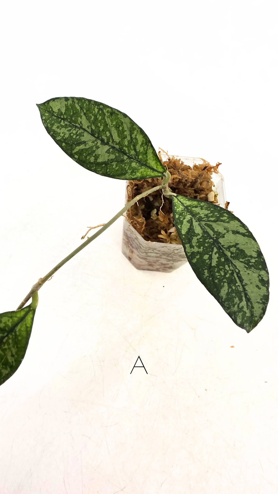 Rare waxplant Hoya Crassipetiolata Splash available for sale at rare indoor plant shop The Leaf Gallery in Perth, Western Australia